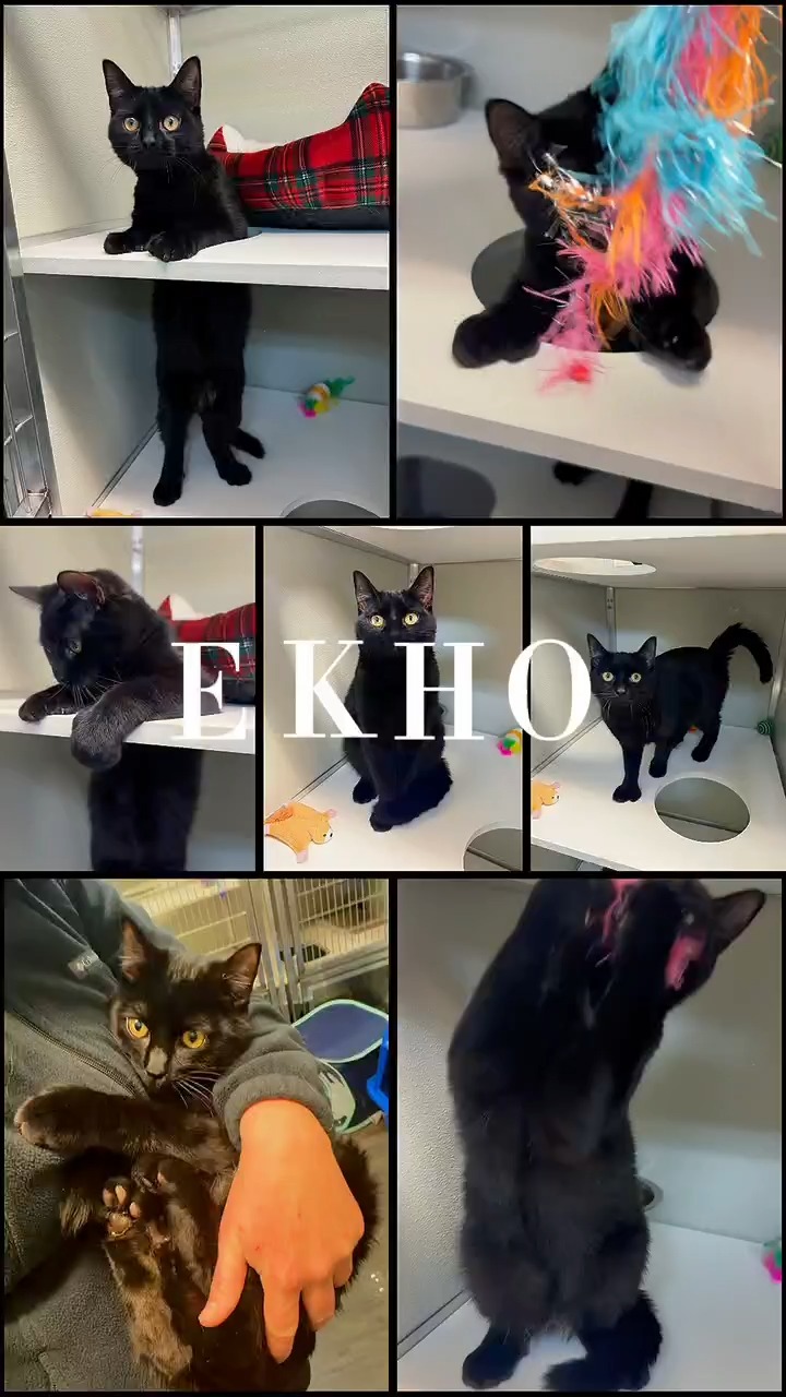 Pet of the week
Ekho: approx 8 mths old, DSH
Ekho is a joyful, affectionate lovebug who believes the best place to be is right in your arms 💕 This playful boy adores people of all ages, including children, and is happiest when he’s being held, loved, and showered with pets. When he’s not soaking up attention, Ekho loves to chase feather wand toys and show off his fun, bouncy personality. He’s looking for a home where he can be the center of attention, as he doesn’t seem to enjoy sharing his space with other animals. If you want a cheerful, people-loving companion who will brighten your days with cuddles and playtime, Ekho is ready to steal your heart. 🪶😺
Adoption Fee: $200
Adoption Application: https://tinyurl.com/hskadoptionapp