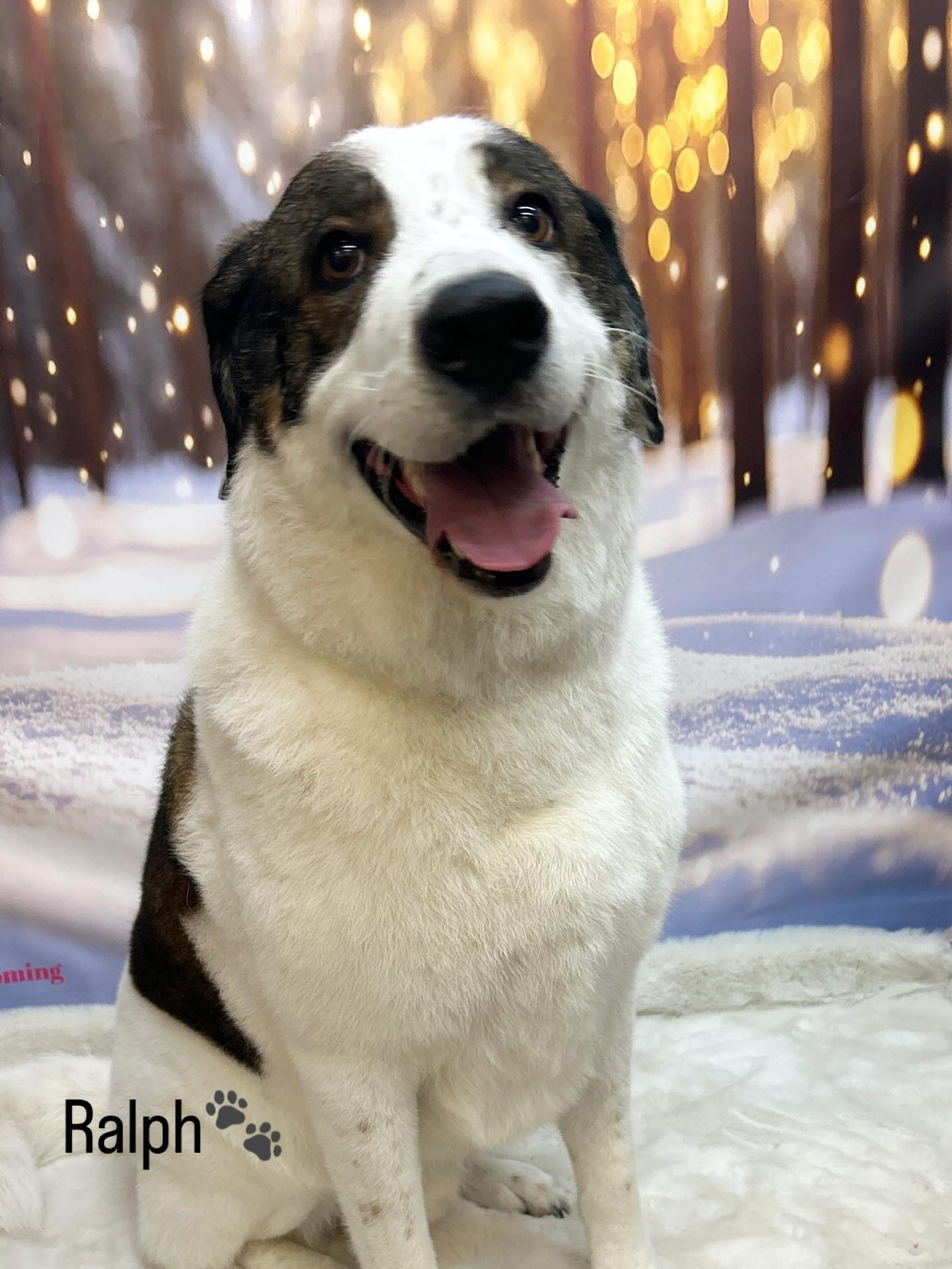 06/01/26 Ralph's smile is lighting up the whole room 🥰🐾
#socute #winterphotos #doggrooming