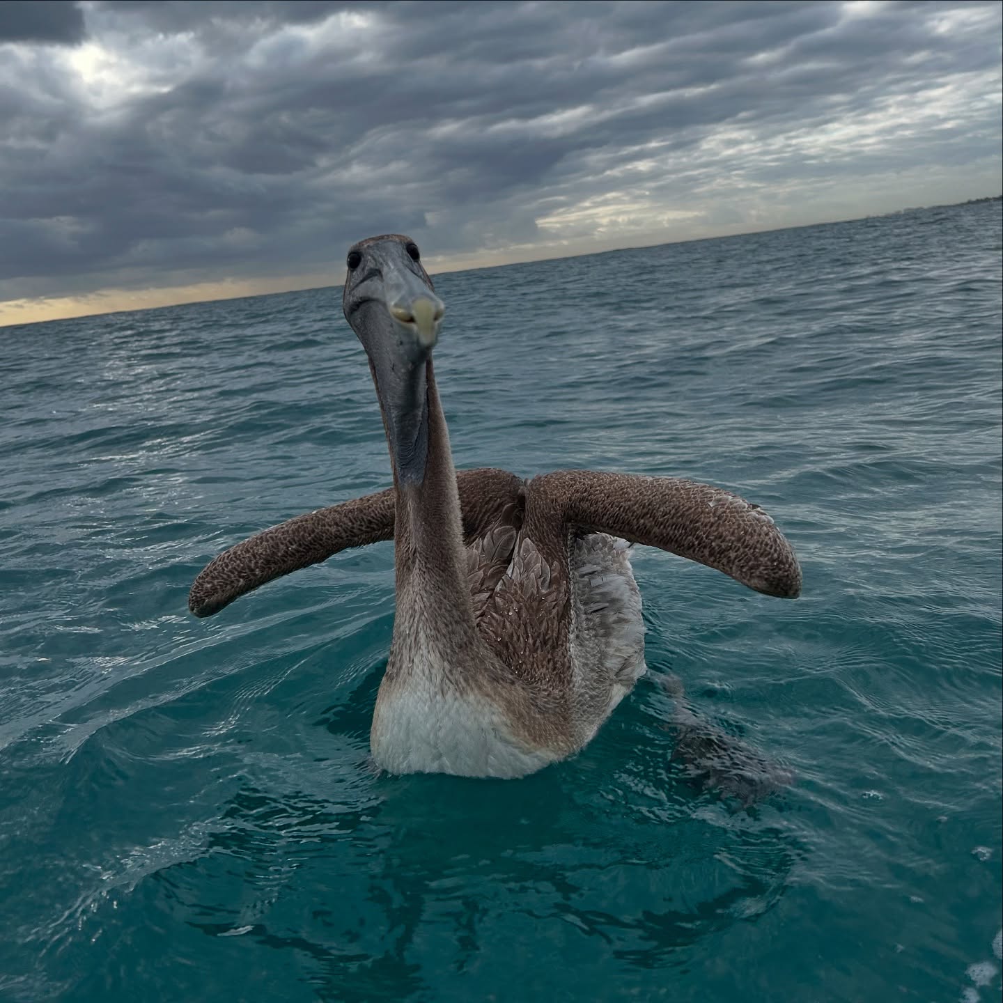 #fishing was accompanied by a friendly #pelican that took an interest in our #bait #fish. There is more to #marinebiology than just #sharks. Other #marine organisms can be equally interesting. #fieldwork #research #bird @fauscience