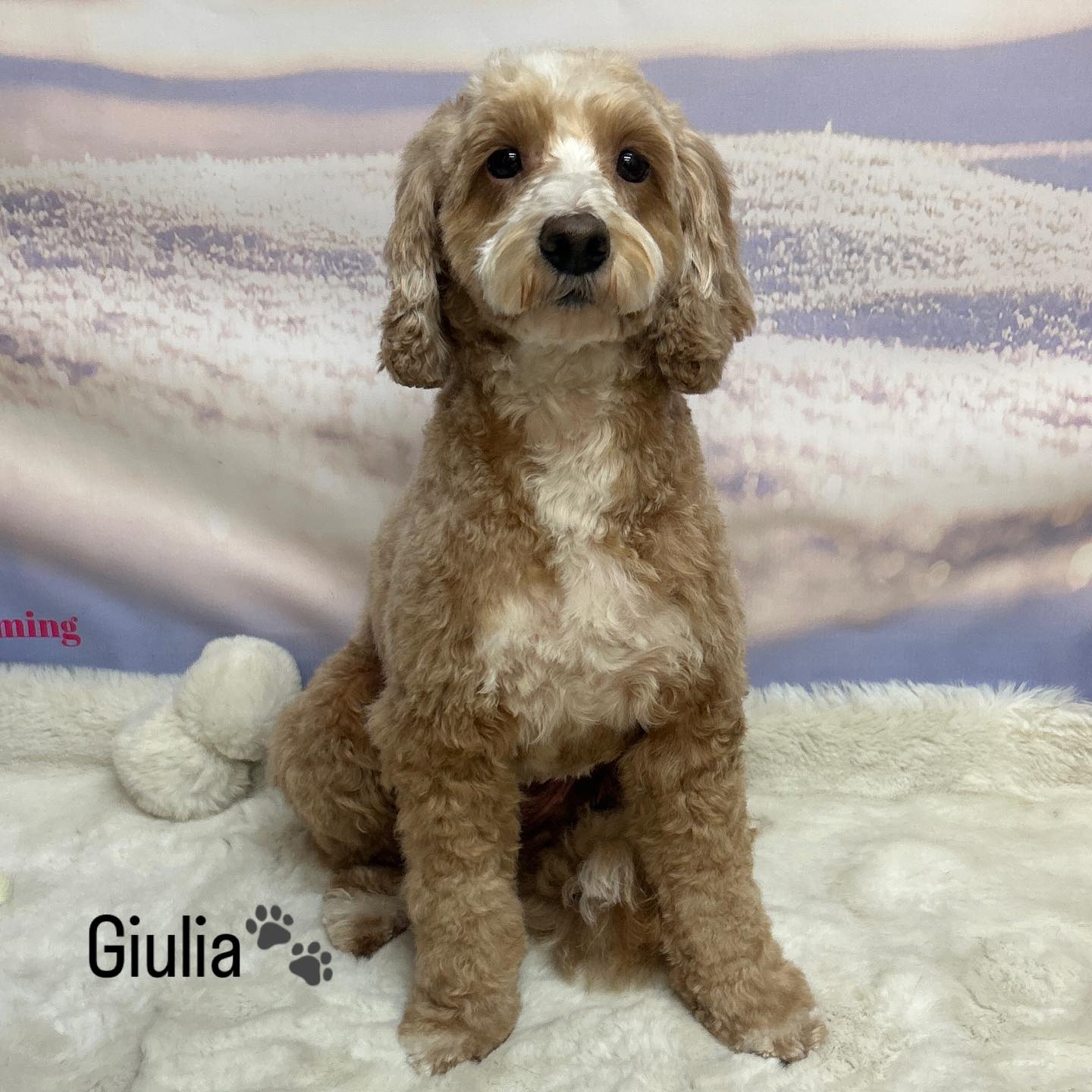 15/01/26 These pups are winter wrapped with their new fur🥰🐾🐶
#cute #winterphoto #doggrooming #love