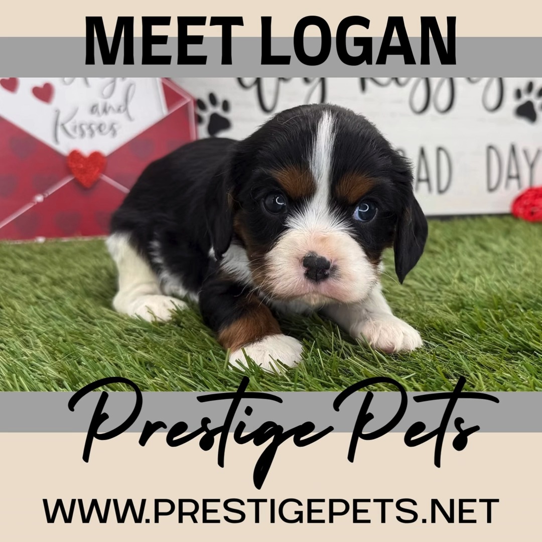Logan is the sweetest Tri - Color boy! #cavalierkingcharlesspaniel
➡️ https://www.prestigepets.net/product-page/logan-cavalier-king-charles-spaniel
