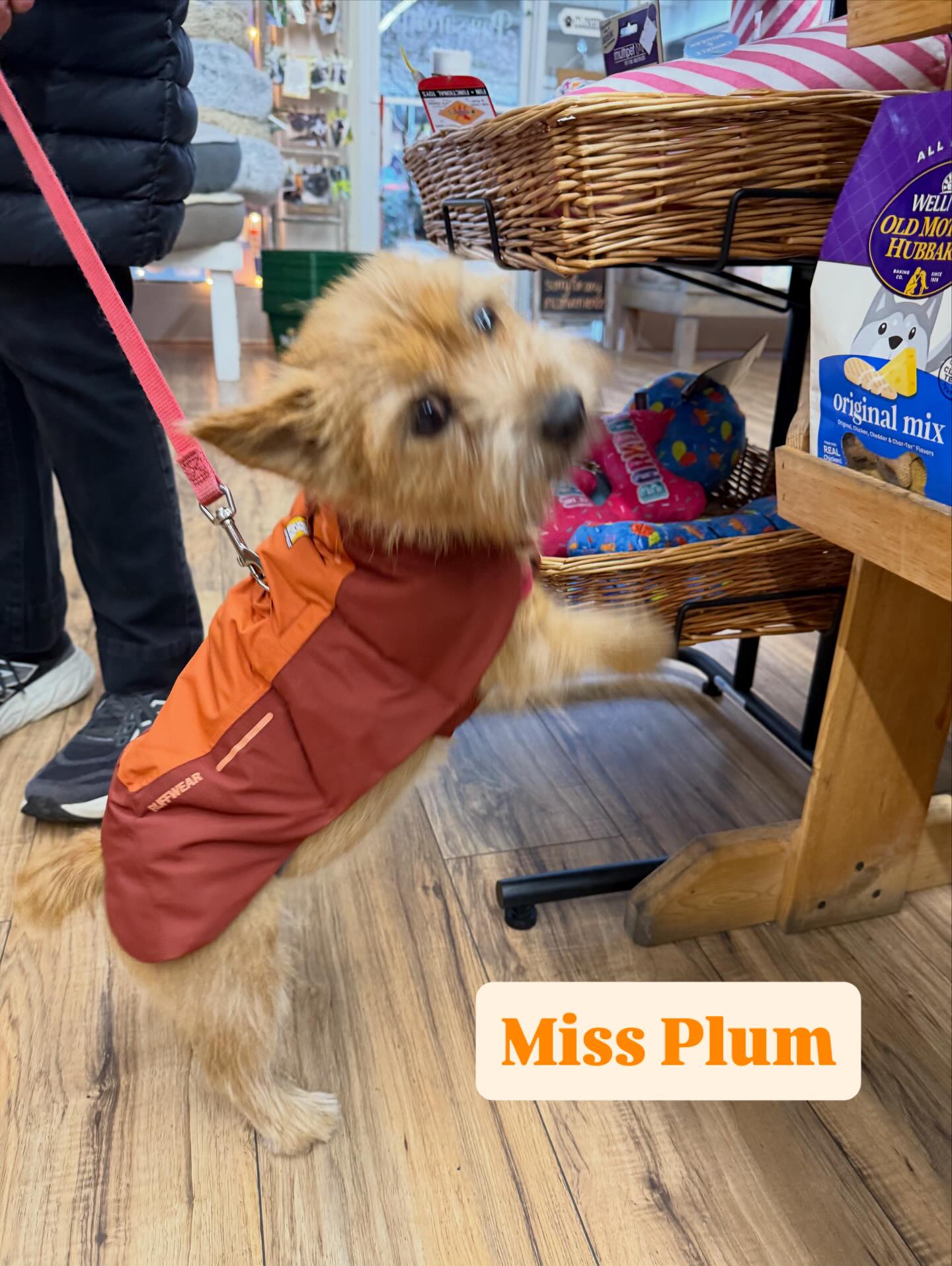 Showing off her new Vert Jacket by @ruffwear, Plum is staying nice and toasty during her early morning walks. ๐๐พ
#golocalsoco #pawsarottispetshop #pawspups #ruffwear