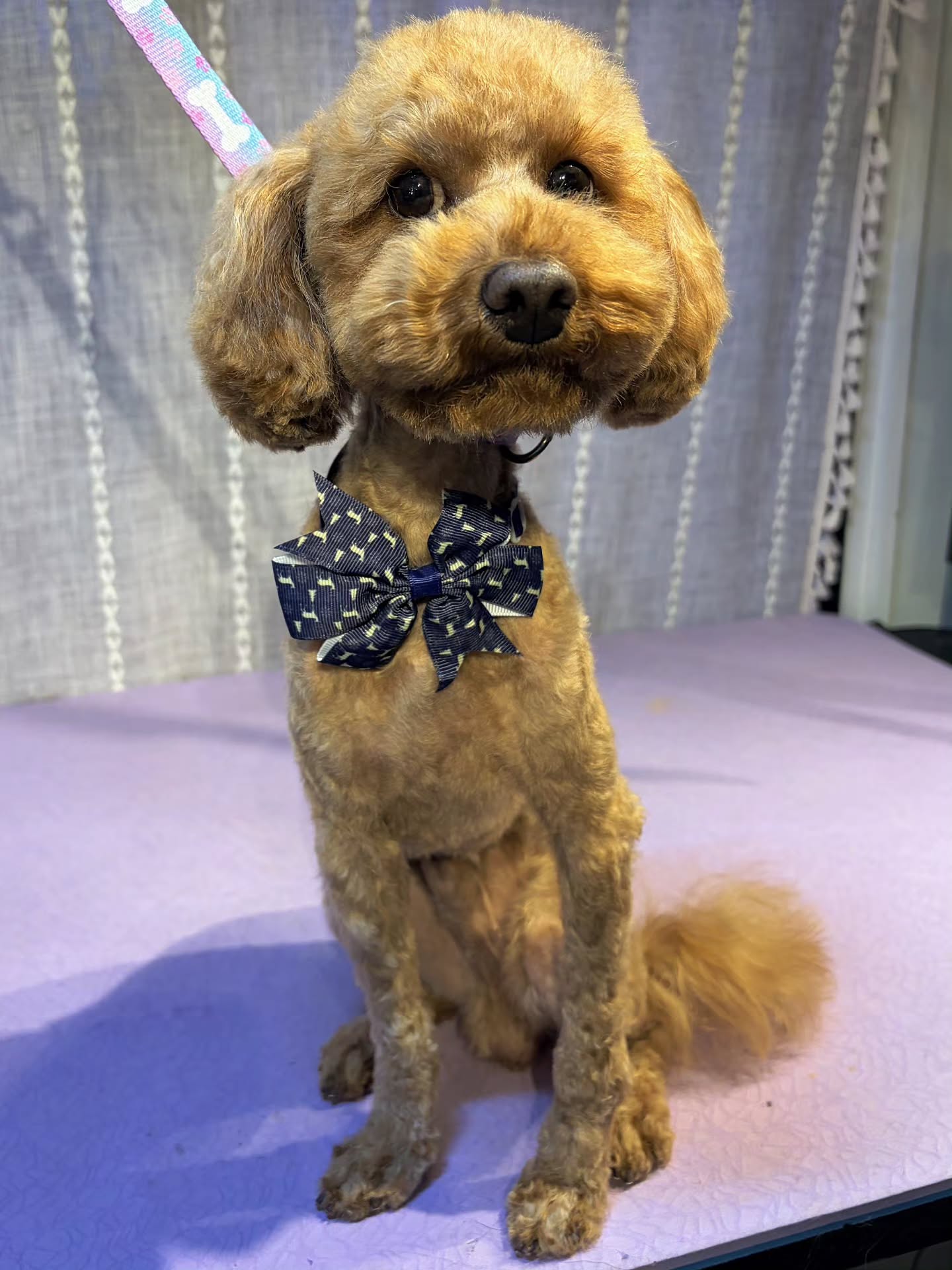 Before & After of this sweet little boy! It was a night a day transformation. Montz did an incredible job! #scrubadubdoggiemobilespa #mobilegroomingla #sfvmobilegroomer #sfvsmallbusiness #supportsmallbusiness