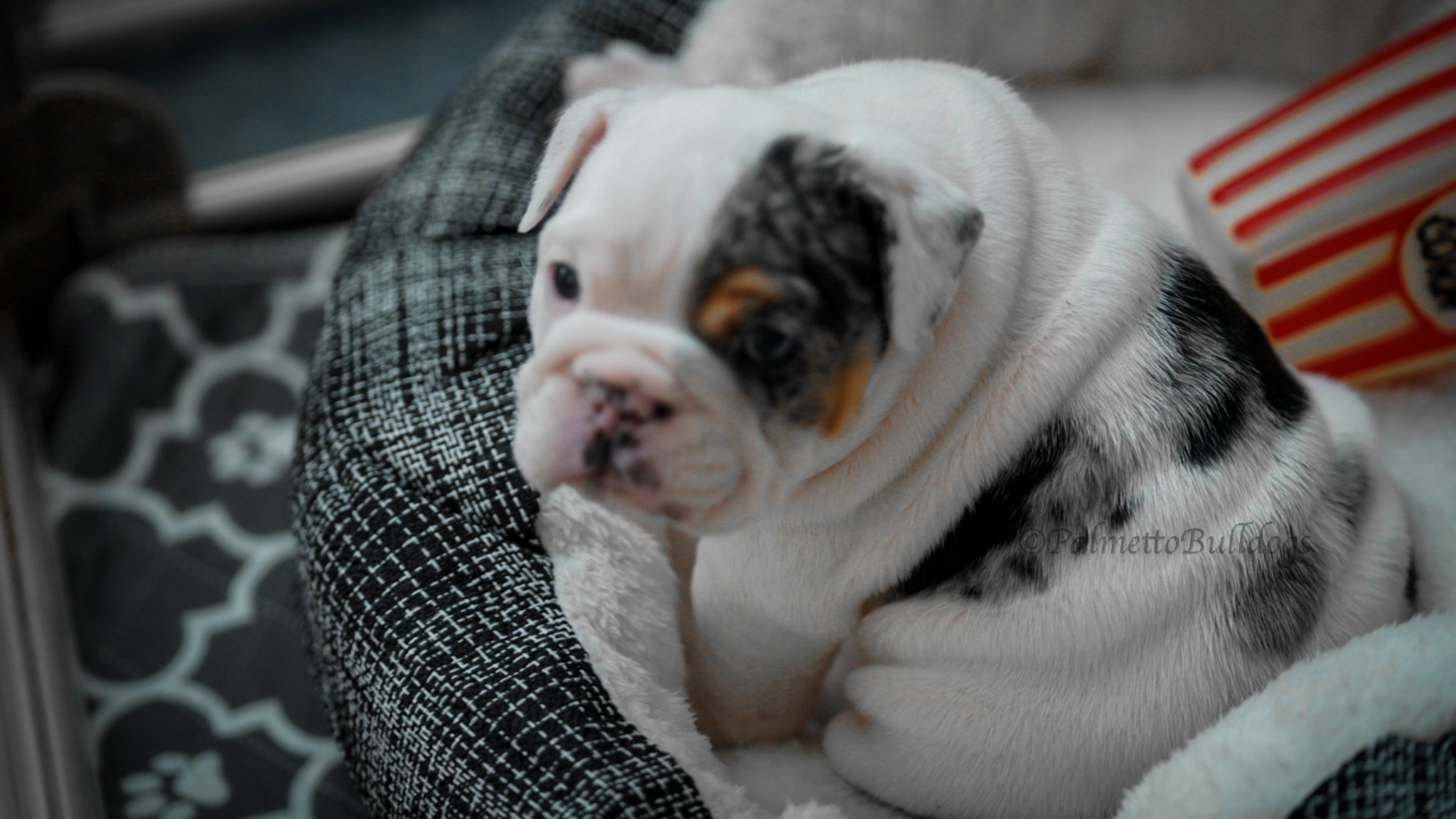 "Buzz Aldrin" is his name and being precious is his game. #englishbulldogs #palmettobulldogs #bulldoglovers #lovestory #instagood #love