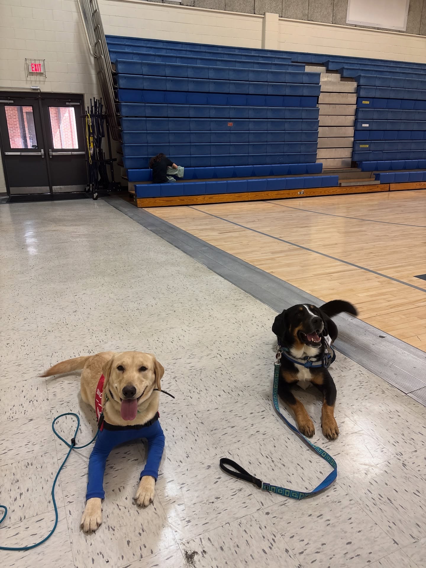 Lately, I have noticed a growing urgency around service dog training. More and more people are in a rush to have a “fully trained” service dog as quickly as possible. While the need for support is real and valid, the timeline many expect does not align with what it actually takes to produce a reliable, ethical, and truly functional service dog.
A service dog is not simply taught a list of tasks and then cleared for public access. A professionally trained, owner-handled service dog is built through time, consistency, exposure, and intentional handler education. These dogs must develop emotional stability, confidence, neutrality around the public, and the ability to perform complex tasks in real-world environments under pressure. None of that happens overnight.
Equally important, the handler must be trained alongside the dog. A service dog team succeeds when the human understands timing, reinforcement, accountability, body language, and how to advocate for their dog in public spaces. Rushing the process often leads to gaps in training, increased stress on the dog, and long-term issues that could have been prevented with proper pacing.
Ethical service dog training prioritizes the dog’s mental and physical well-being, not speed. It allows for foundational skills to be solid, public access to be carefully proofed, and tasks to be generalized across environments. It also allows space for setbacks, growth periods, and maturity. Many dogs are still developing well into adulthood, and expecting them to perform at a professional level too early is unfair to the dog and risky for the handler.
A well-trained service dog is not rushed. It is built with intention, patience, and respect for the process. When done correctly, the result is not just a dog that can work, but a confident, resilient, and reliable partner that can support their handler for years to come.
If you are considering a service dog, choose patience over speed. The process matters just as much as the outcome.
#servicedogintraining #labservicedog #atl