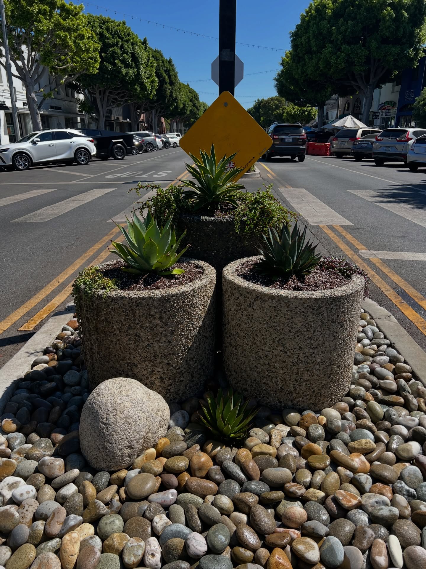 After & Before of the medians on Larchmont Blvd. Lovely. Up cycled. #beforeandafter
#larchmont
#hollywood
#landscape
#virgodesignsandlandscaping