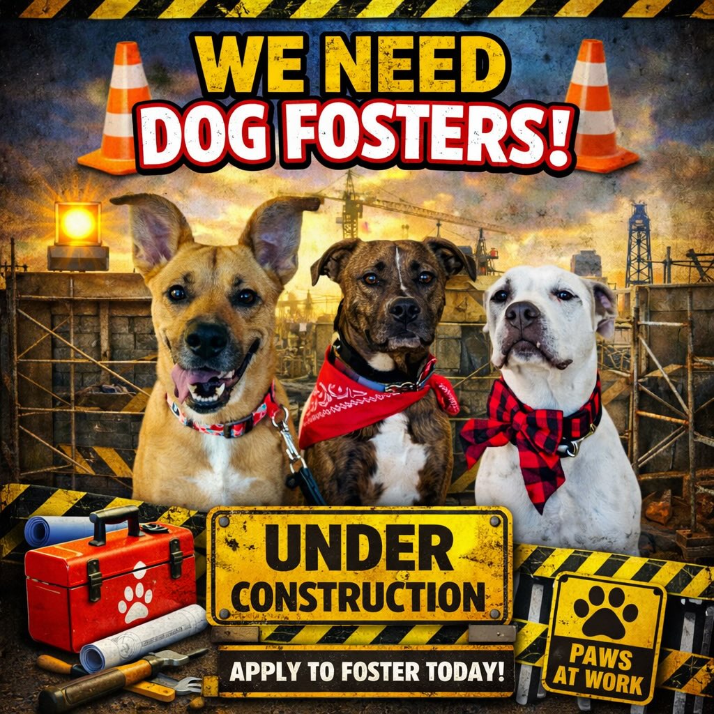🚧 RED WOOF IS UNDER CONSTRUCTION 🚧
As much as Ellie, Tank & Walter would love to throw on their hard hats and get to work, they’d much rather be curled up on the couch with you…
📺 watching Stranger Things
🍿 catching some popcorn
❤️ and learning what a loving home feels like
We would appreciate it more than you know if you’d open your heart and home to one of these sweet pups. Fostering helps them get acclimated and prepared for their forever homes and families.
✨ The best part? We provide EVERYTHING you need!
Crates, food, toys, collars & leashes, bedding — whatever you need, we’ve got it covered.
🐾 Meet the crew:
Ellie 👉 https://www.shelterluv.com/embed/animal/210401061
Walter 👉 https://www.shelterluv.com/embed/animal/205294956
Tank 👉 https://www.shelterluv.com/embed/animal/205295048
📝 Ready to foster?
Fill out the SITS foster application here:
👉 https://www.shelterluv.com/matchme/foster/PCSP/Dog
From the bottom of our hearts, THANK YOU.
It truly takes a village, and we are so grateful for ours. 🐾❤️
#SanctuaryInTheSouth #UnderConstruction #FostersNeeded #ItTakesAVillage #AdoptDontShop RescuePups