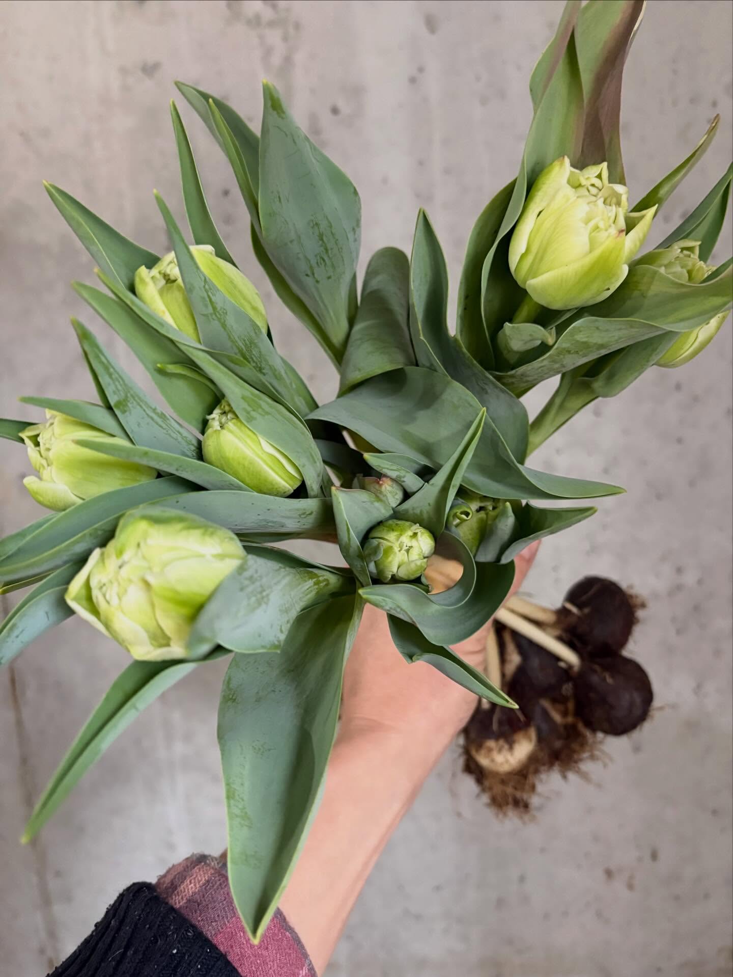 Florists! We have flowers! This is our earliest harvest to date and we are so excited to present them to you. Our Tulip ‘Avant Garde’ is an absolute stunner when fully open. 🦢
Get in touch with us to order some next week. Bulb on or off ~ you decide! 🫶
P.S. This is the first of five tulip varieties we are trying this year. Keep an eye out for what’s next. 🌱
#locallygrown #tulips #itsalmostspring!