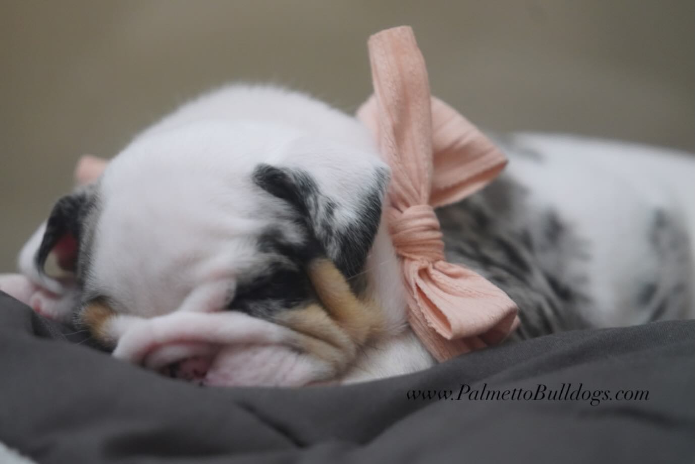 Uneventful But Adorable Snap-Shot Of Valentina! #englishbulldogs #palmettobulldogs #puppy #love #snapshot