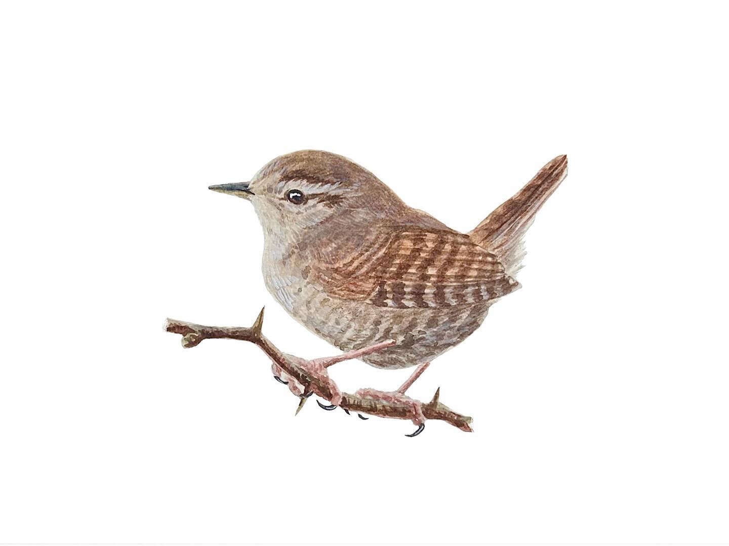 (7) These charming birds are relatively common throughout Europe. And if not seen, they can often be heard doing their long gorgeous songs!
Hosted by @kaylafiskbirds #birdtoberclub2023
——————
#lovedrawing #birdsofinstagram #bird #troglodytestroglodytes #wren #wrenart #eurasian #eurasianwren #painting #gouachepainting #gouache #naturedrawing #watetcolorpainting #watercolor #birdtoberclub #birdtober