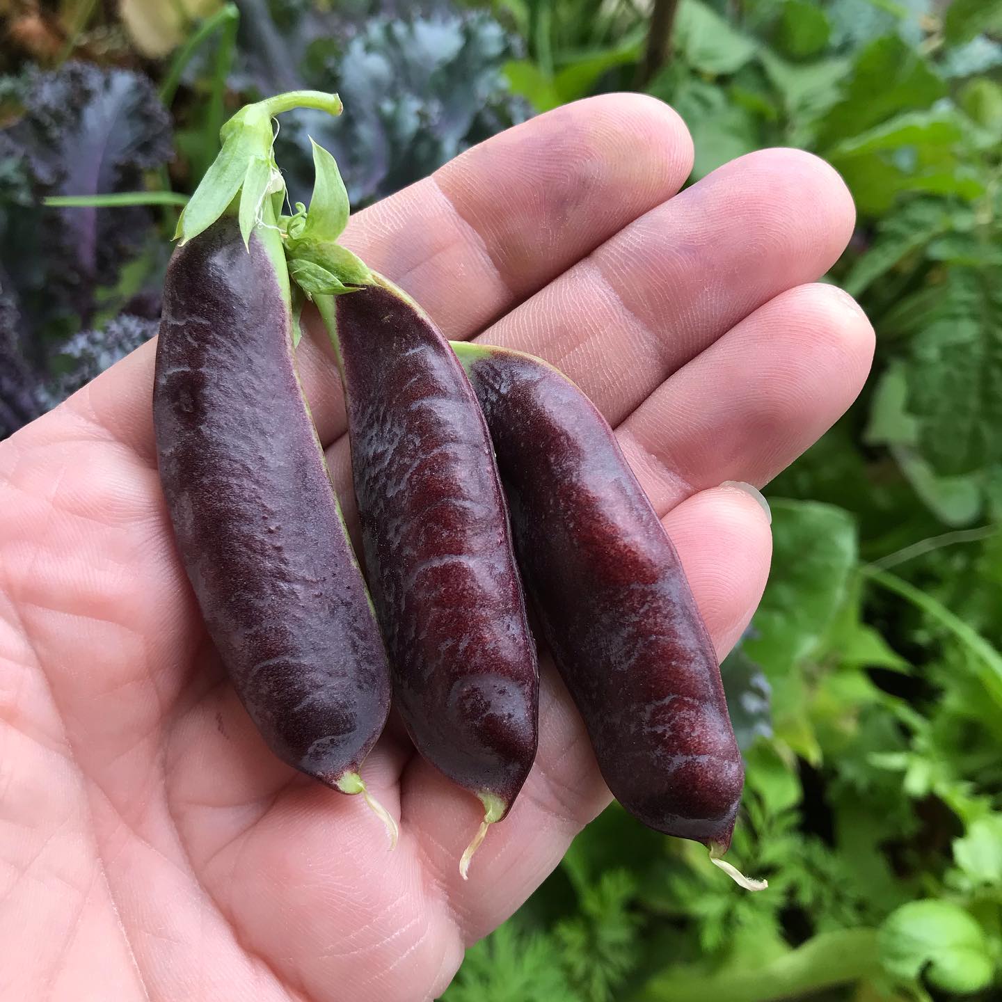 New to food gardening? My latest blog post (link in bio) will walk you through the best plants to start with for a successful season. Whether you have a balcony, patch of land or only indoor space, there is something you can grow! #learntogrowfood