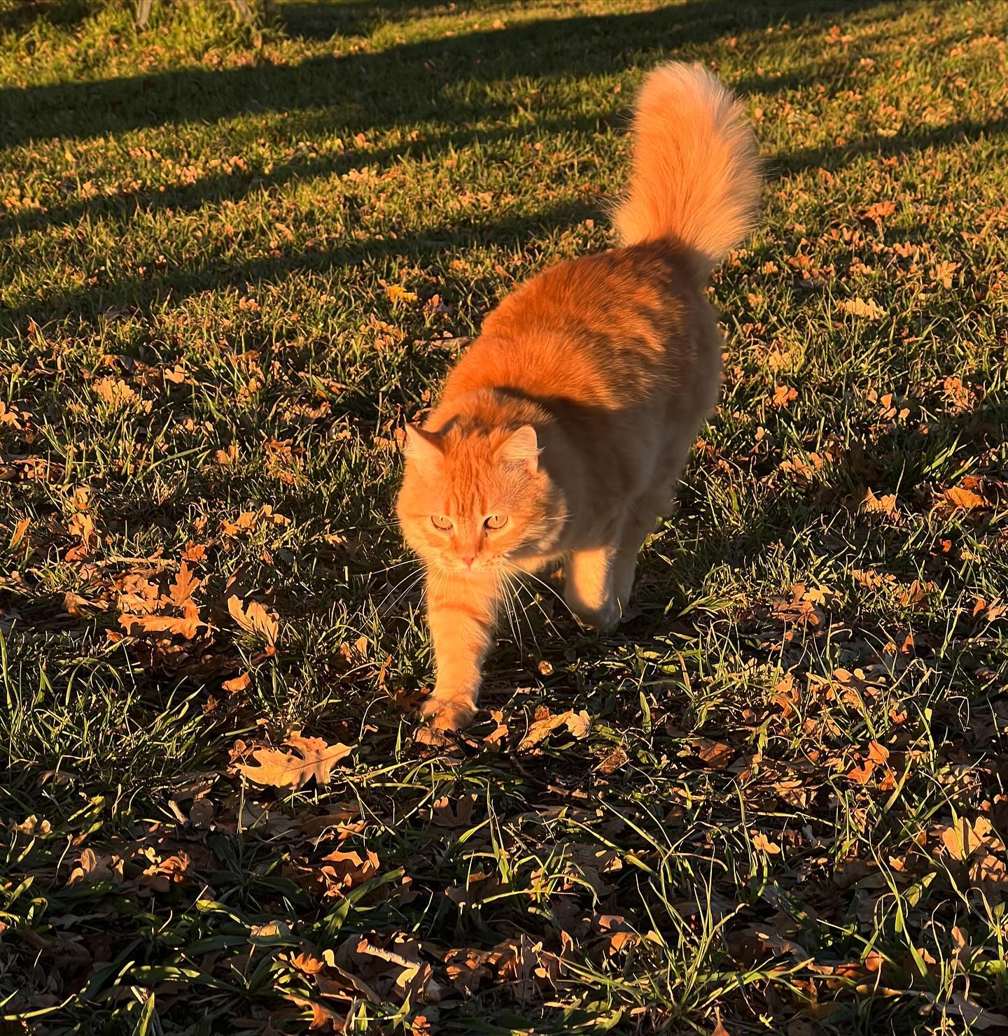 Elfie helping walk the dogs this morning. 🍂🍁❄️