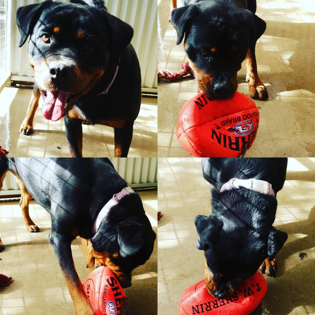 Harley