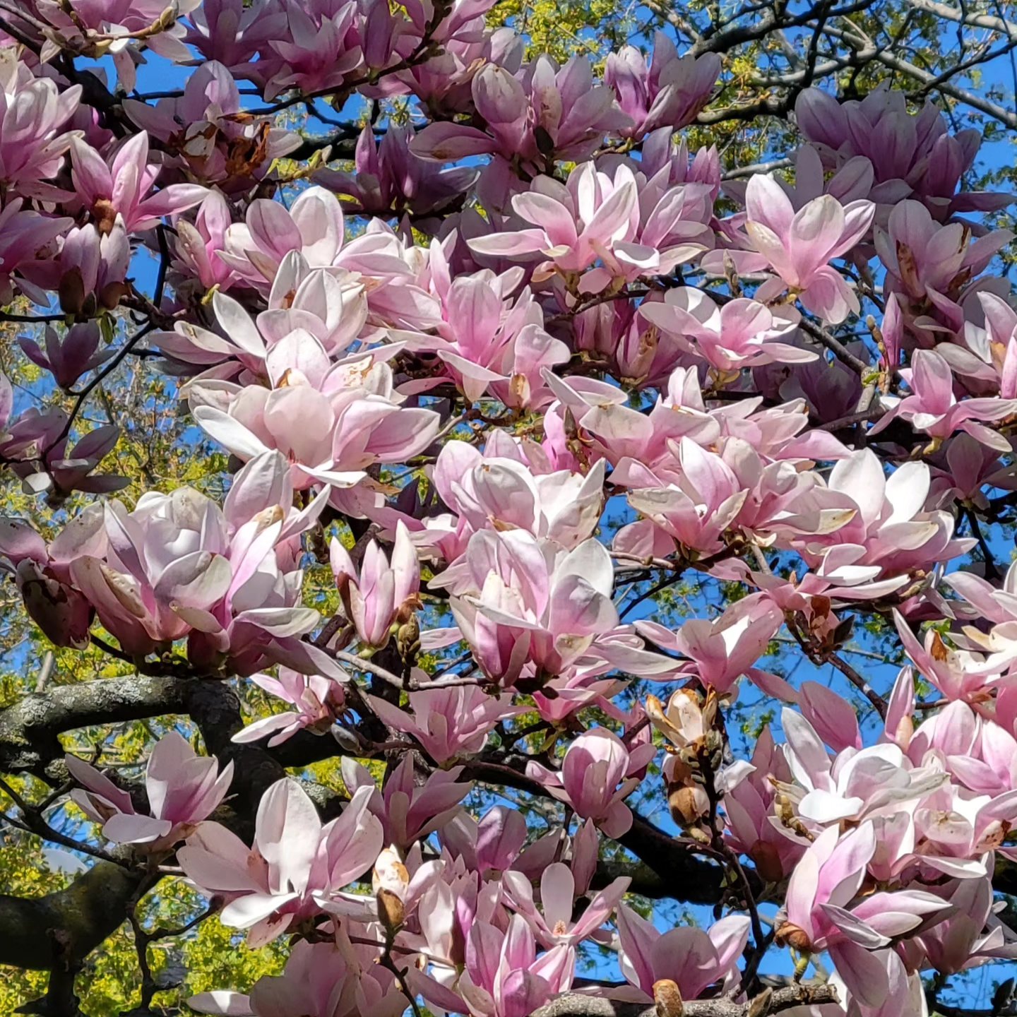 Our Spring newsletter hit mailboxes yesterday. Hopefully, you have had time to take a look and enjoy its contents.
Christine Viveiros created a fabulous guided STOP Meditation for Pause and Presence just for you. A link to the meditation is included in the newsletter. Her voice is so neutral and calm. This is a resource I know I will use personally, so I am so happy to be able to share it with you!
Instagram users, the link is in our bio and the Newsletter is pinned to the "Home" page
Enjoy!
Darcy