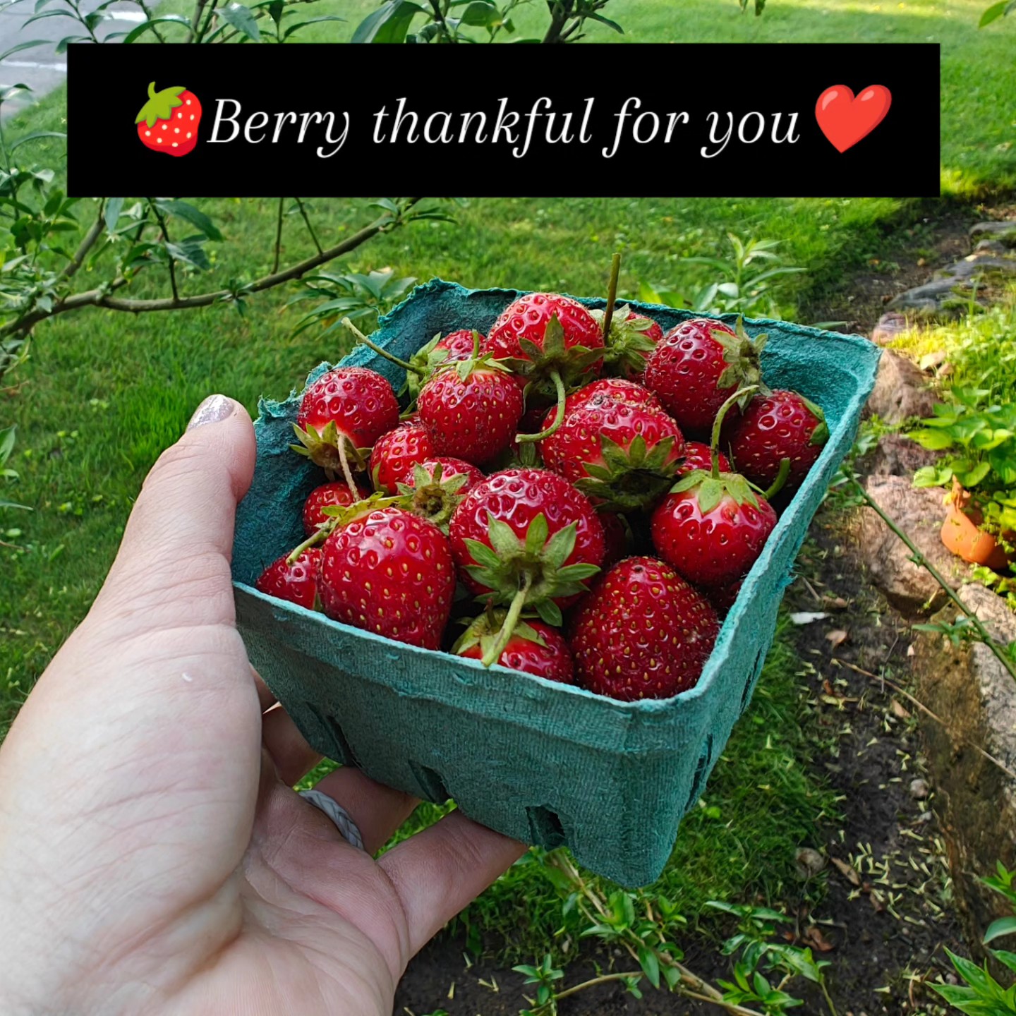 🍓 That’s a wrap on strawberry season at Birchfield Farm! 🍓
We are so grateful to everyone who came out to pick, purchased berries, or simply cheered us on this season. You made our patch the happiest place to be! 💚
We’re already looking forward to seeing you back in the berry patch in 2026! Until then… it’s GARLIC time! 🧄
Our hardneck garlic is almost ready, and you can now pre-order your seed garlic, culinary garlic, and our brand new braided garlic on our website. Don’t miss out – garlic season moves fast!
👉 Check it out here: www.thefarmatbirchfield.com
Thank you again for supporting our little farm. You are truly the best! 🌱