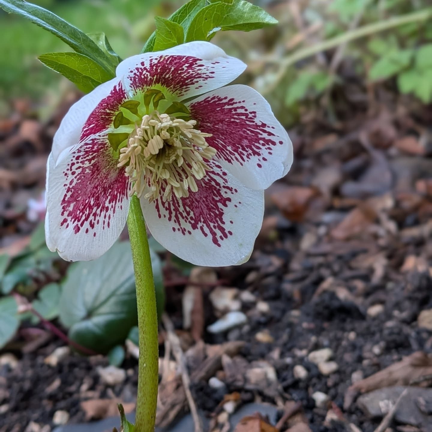 Whilst we're still definitely in the depths of winter, there are signs that the soil will soon be warm again, with spring growth and flowers not far behind. These winter hellebores, cyclamen and snowdrops bring light and joy even on these cold days 🤍
#gardens #wintergarden #gardendesignwiltshire #winterflowers #january
