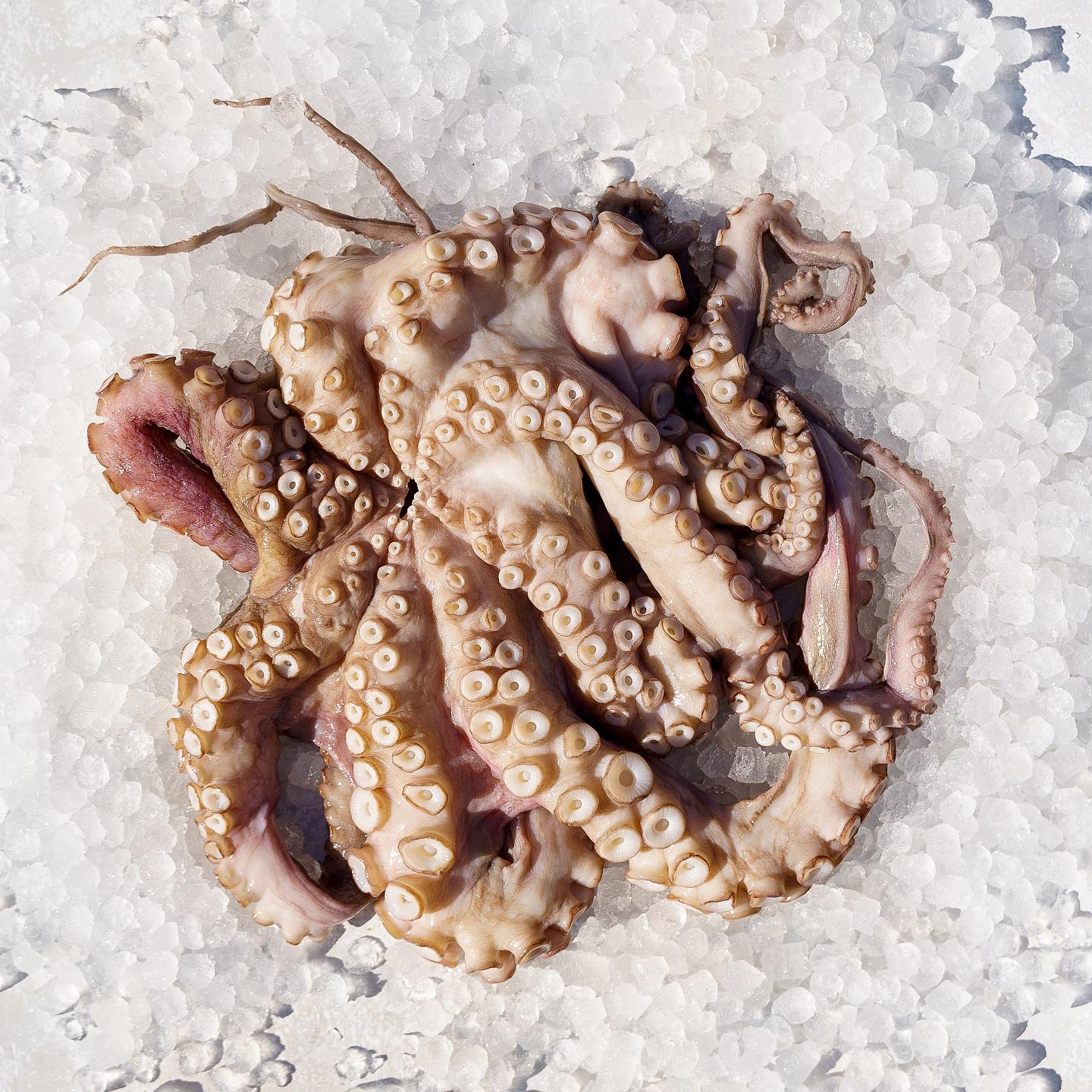 Octopus tumbled, tenderised and terrific.
#octopus #seafoodlover