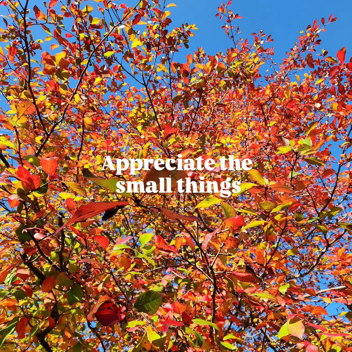 🍁
When I arrive at Hampden Health in the morning, there is this one tree I look at before entering in.
Now it is moving into autumn, and leaves on trees are starting to transition to red, yellow n brownish colours . . .
Appreciate these colours and changes that are always happening in life.
Appreciate the small things
~ Wise words Brenton
📞 8457 7961 | DM
📍 8/44 Hampden Ave Wahroonga NSW 2076
Tues & Thurs: 9:15am-5pm | Sat: 9:15am-1pm
📍90 Avoca Drive Kincumber 2251
Wed & Fri: 10am-5pm
0493 523 109
🌐 https://www.hampden-health.com/chiropractor
#chiropractor #wisewordsoftheday #autumn🍁 #released #manualtherapy #reelsvideo #adjustment #sportschiro #massage #cracking #manipulation #chiropractorbrenton