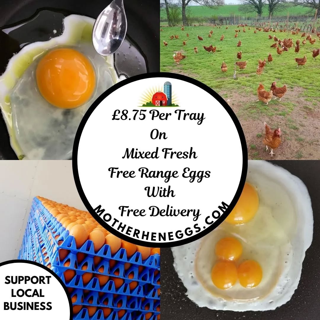 Would you like farm fresh free range eggs delivered?
All our eggs are extremely fresh and should last a minimum of 3 weeks, you can exclusively order our delicious farm fresh free range eggs from https://www.motherheneggs.com/orderpage 🧡🍳
🚗⬇️Our delivery days are below ⬇️🚗
On Monday
🥚Fairwater
🥚Llandaff Whitchurch
🥚Gabalfa Birchgrove
🥚Heath Rhiwbina
🥚Llanishen Cynoed
🥚Roath Llanedeyrn
🥚Pentwyn St Mellons
🥚Runmey Llanrunmey
🥚Pen Y Lan Tremorfa
🥚Splott Cathay
On Tuesday
🥚Pontypridd
🥚Nantgarw
🥚Caerphilly
On Wednesday
🥚Ystradowen
🥚Cowbridge
🥚Bridgend
🥚Porthcawl
🥚Pencoed
🥚Llanharan
🥚Llanharry
🥚Pontyclun
🥚Talygarn
🥚Llantrisant
🥚Beddau
🥚Llanwit Fardre
🥚Church Village
🥚Efail Isaf
🥚Tonteg
On Thursday
🥚Culverhouse Cross Ely
🥚Canton Pontcanna
🥚Riverside Cardiff Bay
🥚Penarth Sully
🥚Dinas Powys Barry
🥚Rhoose St Athan
On Friday
🥚Rogerstone
🥚Risca
🥚Bettws
🥚Cwmbran
🥚Caerleon
🥚Duffryn
🥚Langstone
🥚St Julians
🥚Beechwood
🥚Maindee
🥚Newport
🥚Radyr
🥚Taff Well
🥚Creigiau
🥚Pentyrch
If you don't see your area above feel free to message us to see if we do cover your area🚗
Mother Hen Eggs are 100% free range and packed with flavour.
As the eggs are freshly laid they have a rich delicious yolk!
Farm to folk within only a few days creating a exquisite tasting egg
Enjoy our free egg delivery service, we will deliver your eggs straight to your door with no minimum order🍳🧡
#freedelivery #deliciouseggs #cardiff #Bridgend #newport #eggs #freerangeeggs #farmfresh #farmtofork #tastyeggs #newcustomer#goldenyolks #yolk #delivery #fresheggs #homedelivery #new #Subscribe #supportsmallbusiness2023