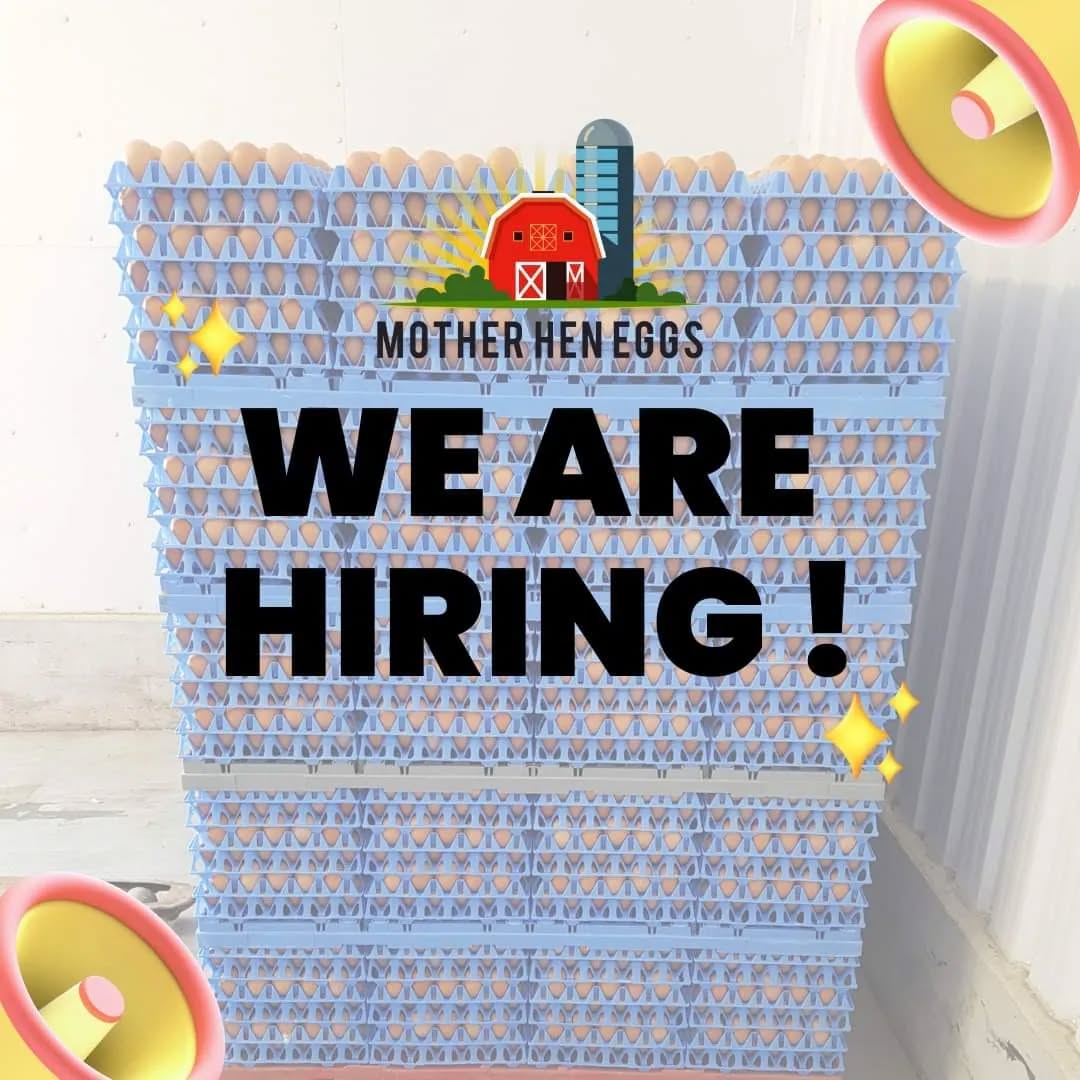 Join Our Egg-citing Journey as a Mother Hen Eggs Delivery Driver!🥚🚚
🌟 Deliver Freshness, Spread Smiles, and Drive Your Future! 🌟
Are you a person with a passion for delivering egg-cellence? 🥚Mother Hen Eggs are looking for reliable and enthusiastic delivery drivers to bring our farm-fresh goodness to doorsteps near and far.
What you bring to the nest
✅Driving Dedication: Navigate through neighborhoods with a smile, making timely deliveries while ensuring our customers receive their eggs in pristine condition.
✅Customer Connection: You're not just a driver; you're a brand ambassador. Interact with our valued customers courteously and professionally, leaving a positive impression.
✅Punctuality: Being on time is your superpower, you're always prompt and ready to roll.
✅Attention to Detail: Our eggs are precious cargo. You're meticulous about ensuring they arrive safe and sound, showcasing the care we put into every delivery.
✅Community Connection: Become a vital part of the Mother Hen Eggs family, contributing to our mission of delivering freshness and quality eggs.
What we offer
✨Competitive Wage: Enjoy competitive pay and the opportunity to earn more with overtime.
✨Flexibility: Choose a part-time position with no weekend deliveries.
✨Growth Potential: As our flock grows, so do the opportunities for advancement within our delivery team.
📦 Ready to Join the Cluckin' Good Team?
If you're ready to embark on a journey of delivering smiles and spreading the joy of farm-fresh eggs, we want you on our team!
👉 Apply now by emailing your CV along with a cover letter stating your availability to motherheneggsuk@gmail.com and take the first step towards an egg-cellent driving adventure!
🏠Location: Talbot Green
🚚Driving licence requirements:
A full UK manual driving licence (in your current UK address), with no more than three penalty points is essential, but a clean licence is preferred.
💻Website: www.motherheneggs.com
#freedelivery #deliciouseggs #cardiff #Bridgend #newport #eggs #hiring #localbusiness #farmfresh #farmfresheggs #farmtofork #tastyeggs #goldenyolk #yolk #delivery #fresheggs #homedelivery #Subscribe #supportsmallbusiness2023 #job