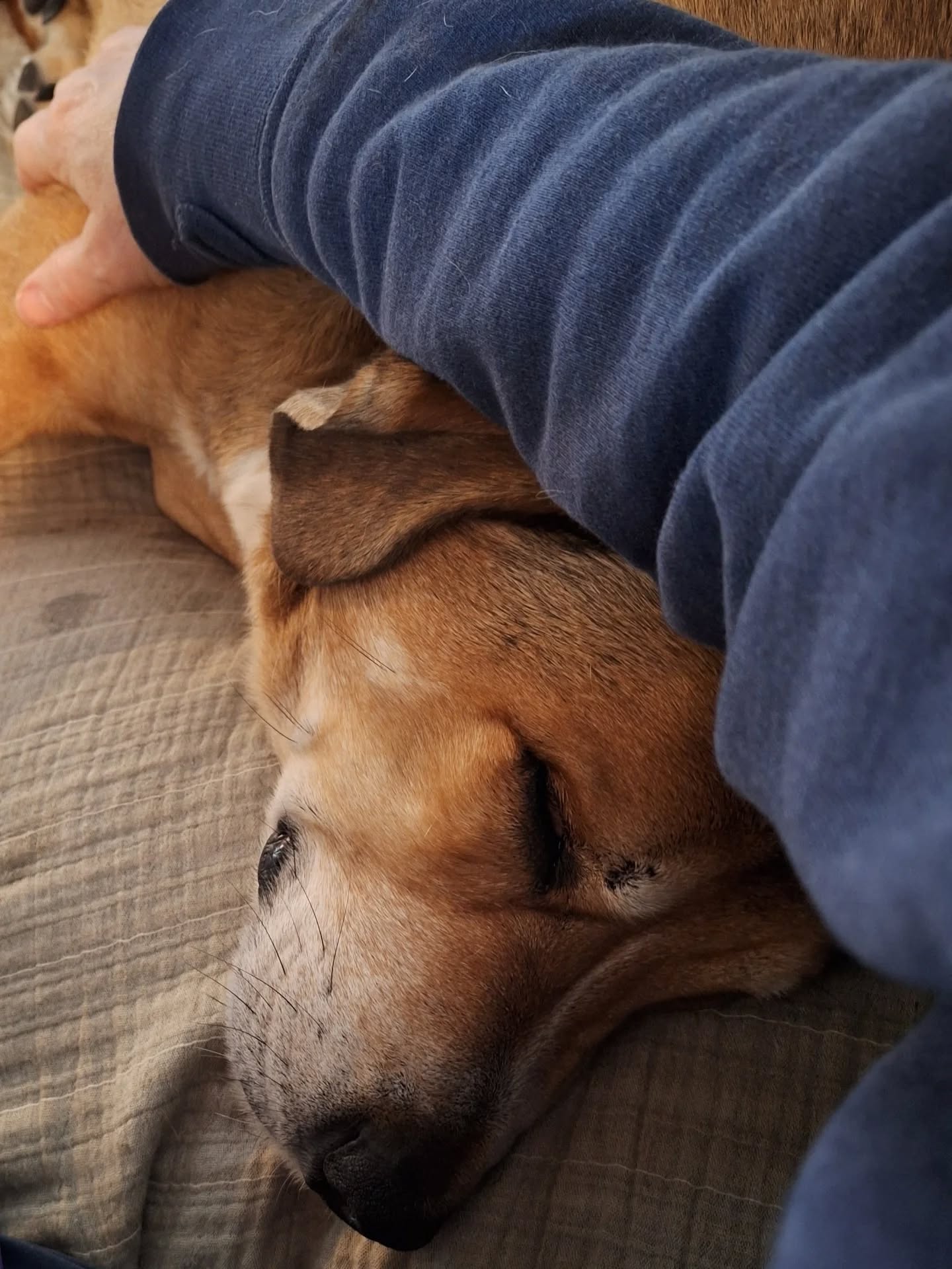 Snuggling by the fire after an early morning snow romp and homemade crumpets. Letting my dogs remind me what "time off" is supposed to feel like. ❤️