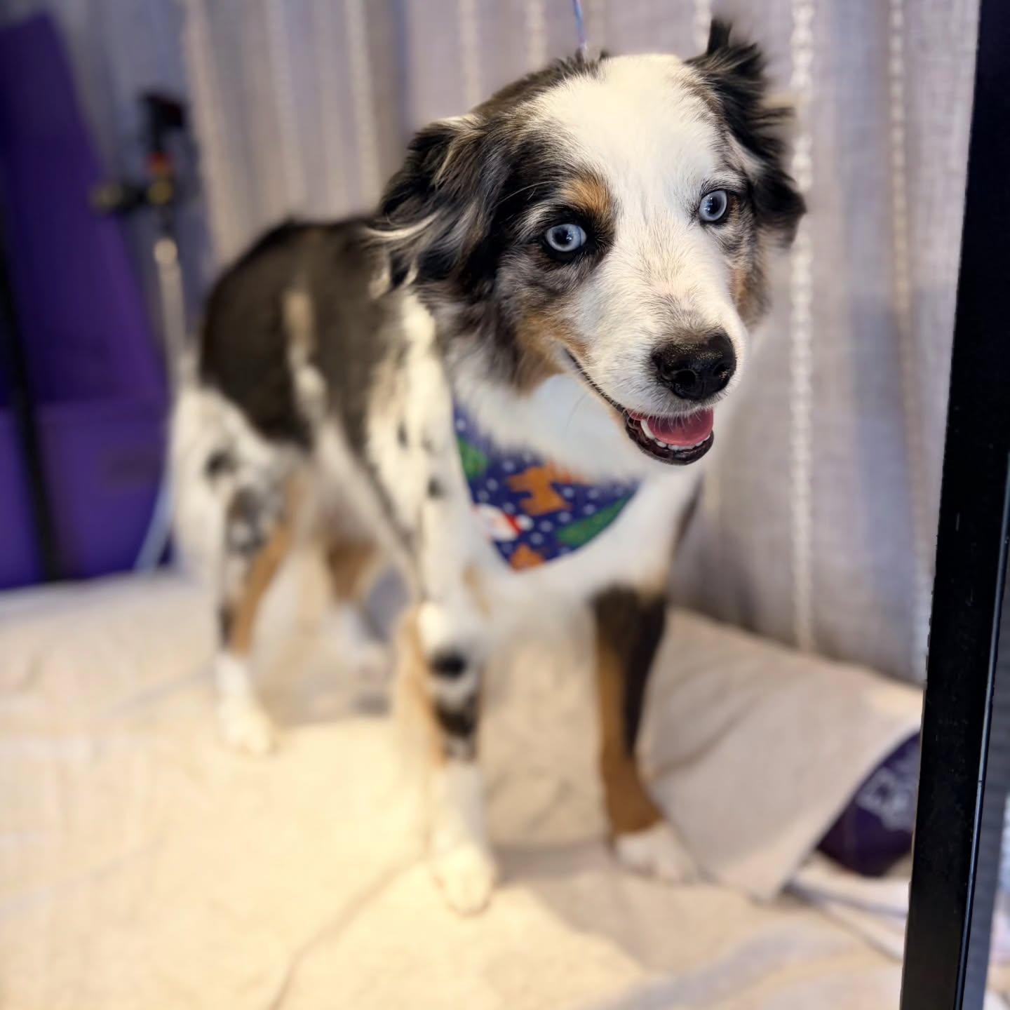 Mind, body, paws, and tail— this Aussie is getting the full Scrub A Dub experience 🐾✨ #chatsworthdogs #northridgedogs #westhillsdogs #smallbusinesssfv #mobiledoggroomingsfv