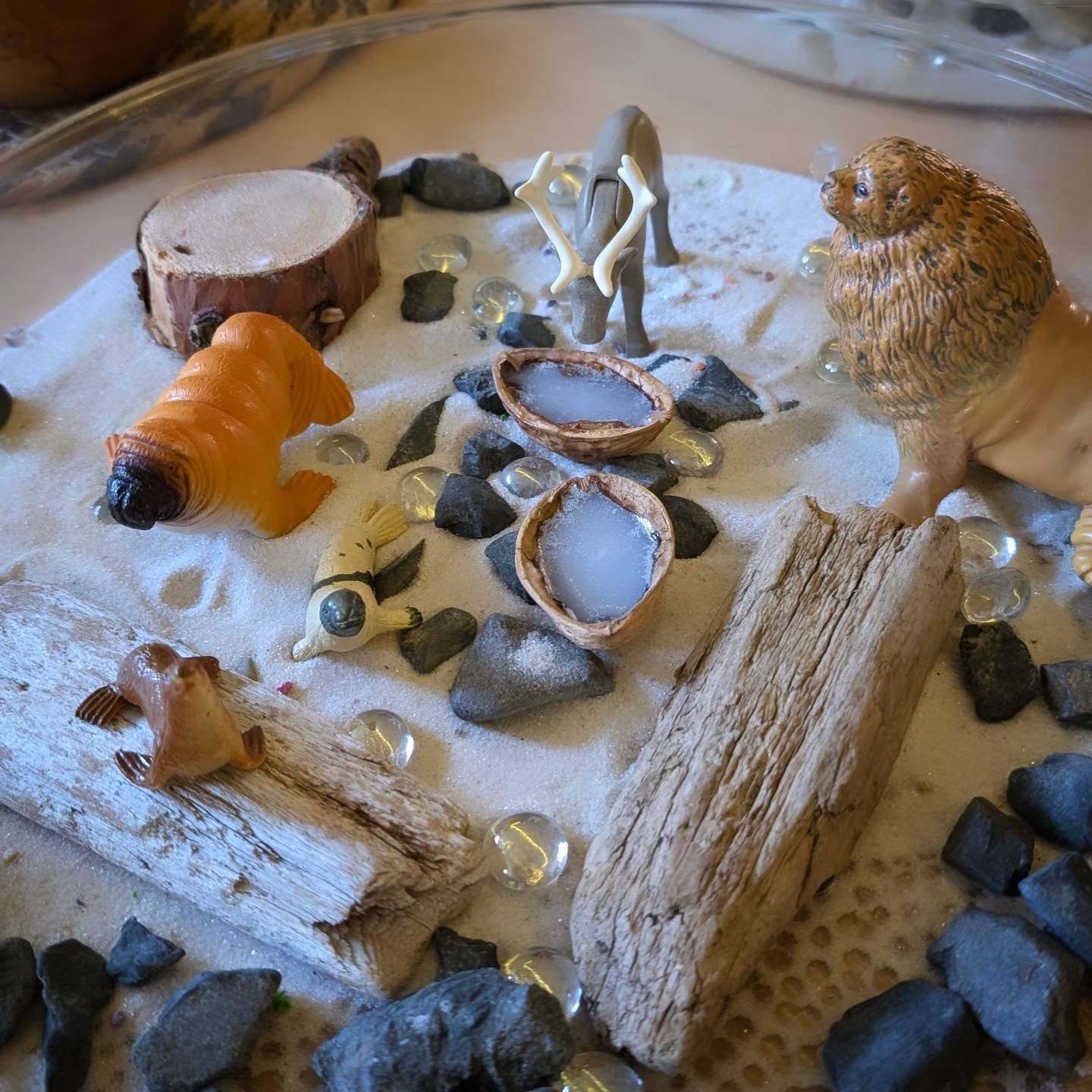 I love setting up sensory trays and you know what they don't always have to be "pretty"
The idea around a sensory tray for me is to create something where imagination can grow. With the Walnut shells that I just created I did a special batch for the school that I work at and the children could not stop wondering how the ice wasn't melting.
How did it get in there? Why was it not breaking? And I just kept saying it was magic and then I was asked "Well how do you have so much magic Miss Amanda?" And I said well because I live in the forest with all the fairies and the gnomes and the elves and they teach me their magic so that I can then share it with you.
That's how we keep the wonder of childhood, fun stories and provocations that we can create at our tables. It's as easy as some sand, rocks, drift wood, animals and some "magic" walnuts. 🌰😉
#magicofchildhoodً
#tabletopactivities
#earlylearning #SensoryPlay #keepthemagicofchildhoodalive