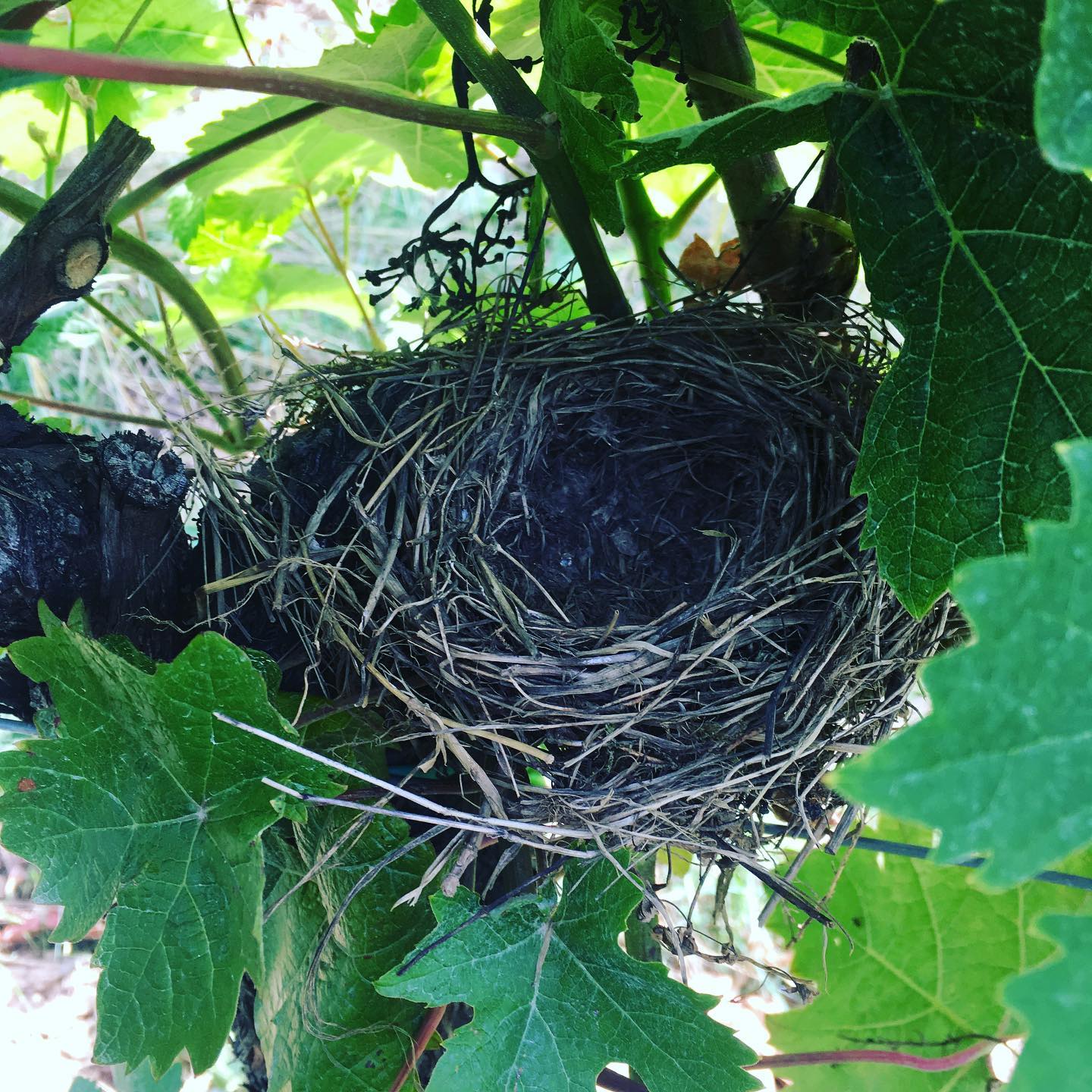 ...und ein paar Wochen später: AUSGEFLOGEN! 🐣#theearlybird #lebendigerweinberg #vineyardisliving #livineyards #burgundy #naturpur #platzfüralle #nachhaltig 🐣