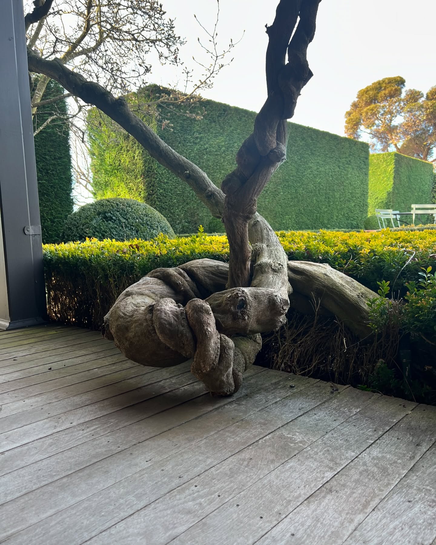 This Wisteria on the north side of the front verandah, duplicated on the south, has a quite dramatic structure that adds to its charm but doesn’t in any way distract from the stunning display that is to come mid to late October.
Check back to our images posted last Spring to see the Wisteria Alba in flower, or, better still, book a few days accommodation to enjoy it and the accommodation in the beautiful Old Rectory at the same time! Thank you to our past guests who have rated us on @google who have posted over twenty reviews, all ⭐️⭐️⭐️⭐️⭐️.
@fermob outdoor furniture from @classicwithatwist
@visitmacedonranges
@daylesfordmacedonranges
@piperstkyneton
@businesskyneton
@visitvictoria
#kyneton
#kynetonaccommodation
#macedonrangesweddingaccommodation
#oldrectory
#heritageaccommodation
#wistetiaalba
#verandah
#winter
#hedges
#gardenforrent
#oldrectorygarden
#buxus
#topiary
#countrylife
#moreteavicar