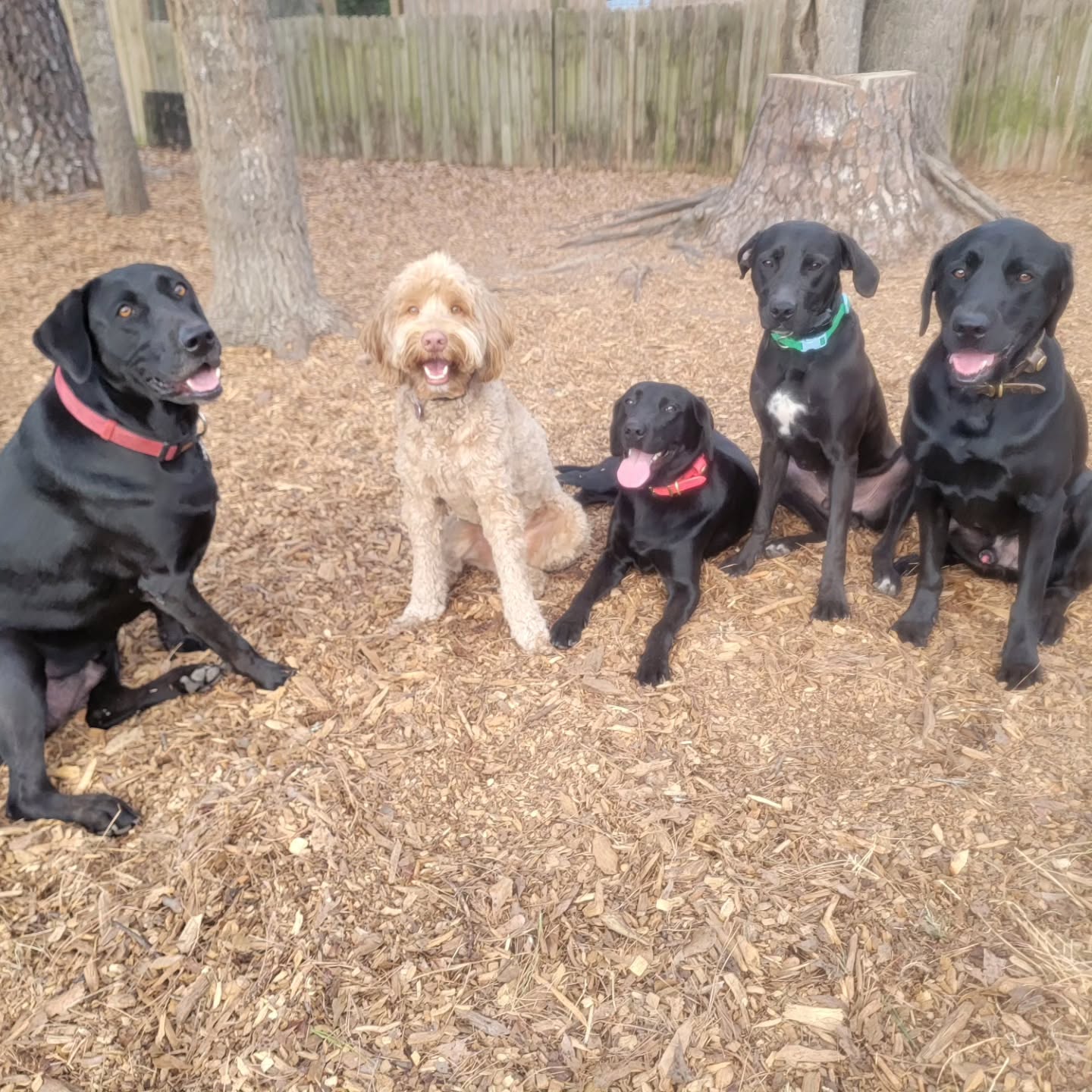 Hmm, one of these is not like the others... π€ But Jack is very happy to be included π