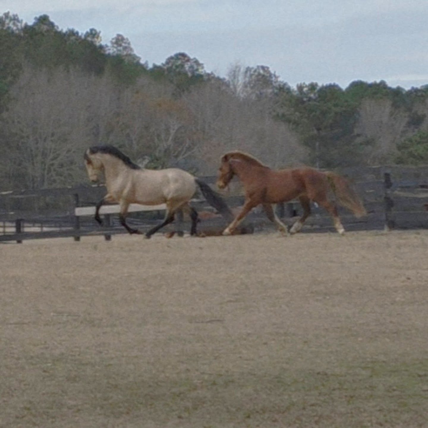 One of the most rewarding things to me about the work that I do with horses is seeing how they choose to carry themselves and move through play. How the lasting effects of building self carriage can be seen with and without a rider present and that horses will often choose to move in ways that are optimal for their bodies when developed in this way. Because it feels good. Good to move, run, play and be exuberant in a body they can confidently trust. A body that doesn't carry the weight of manipulative restriction and hold patterns of tension.