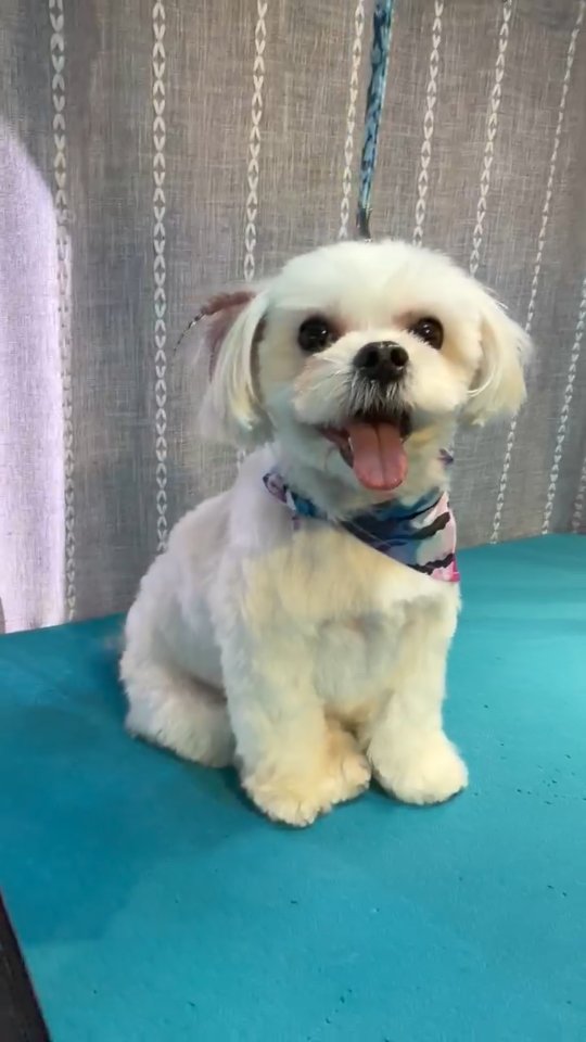 Fluffed, pampered, and feeling fabulous ✨🐶 #MalteseMagic #doggroomingsfv #sfvdogs #sfvdoggrooming #sfvgroomer