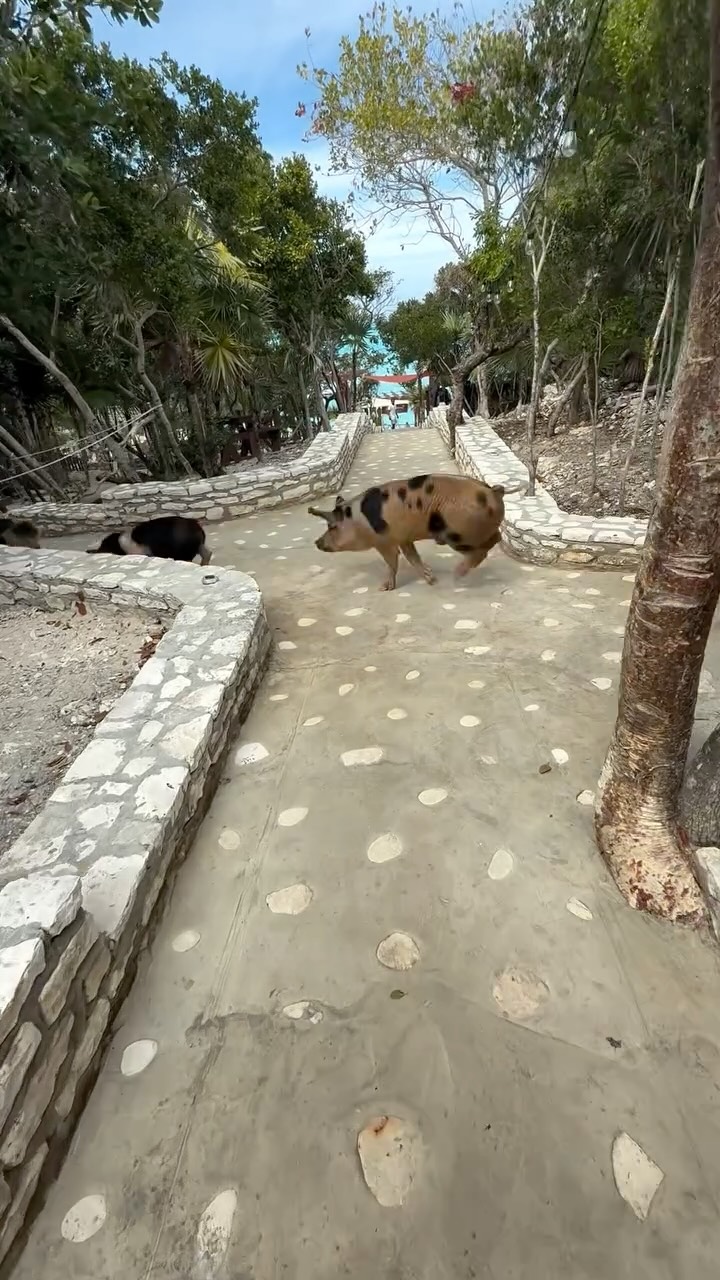 Our Piggies Love the Sound of Play Time! 🐷 ❤️ Letss Gooooo!
#roseisland #swimmingpigs #oasisocean7beachclub #swimmingpigs