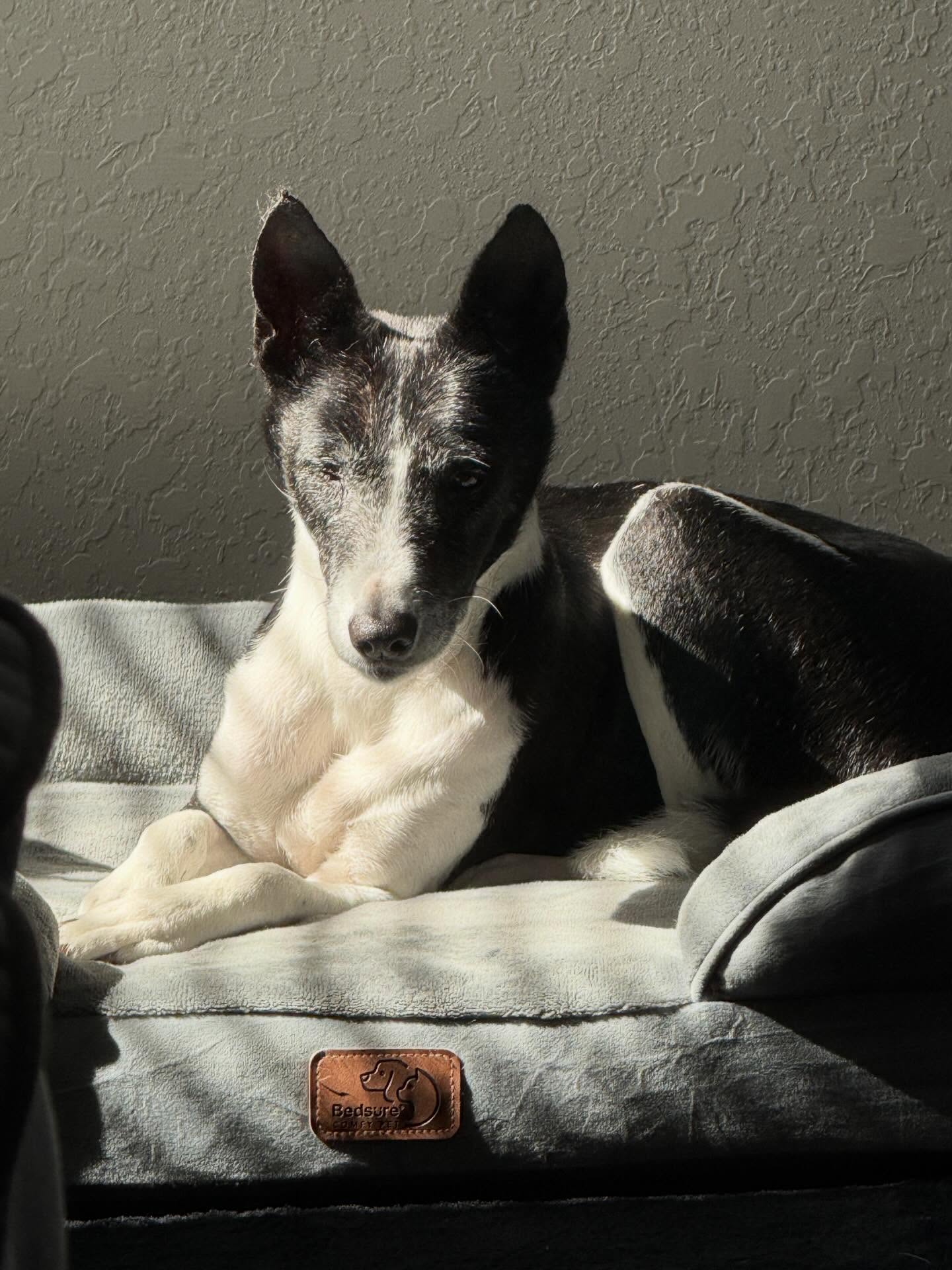 17 years old today and still going. I wasn’t so sure we’d be celebrating this birthday last year, but here we are, and I’ll take any time I’ve got left with my little buddy Stetson. #Basenji