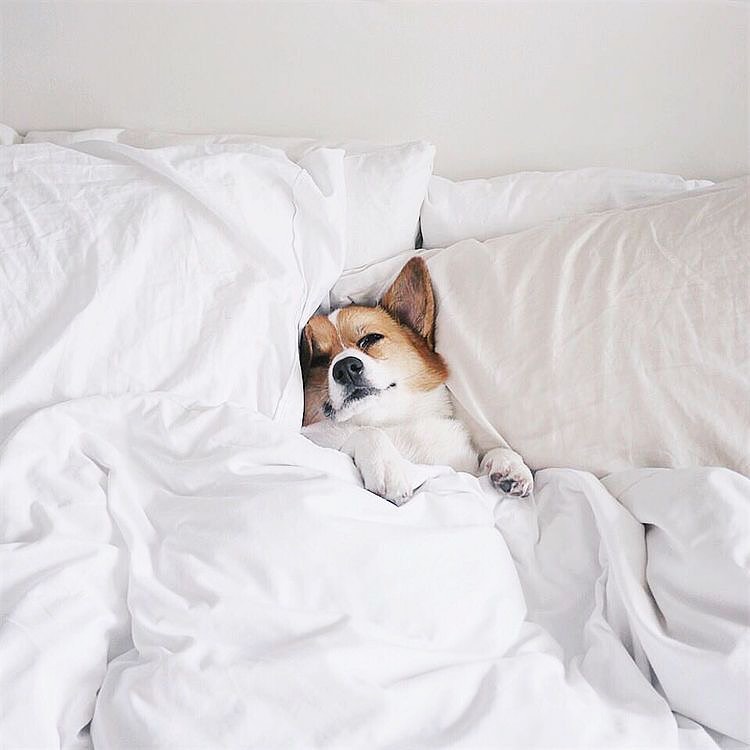 Happy 1st of June! Donโt forget..you and your dog deserve some serious luxury so bring your fluffy friend along with your family and let the summer begin โ๏ธ
@aegeanresidence @dogfriendlylocation #luxuryvillas #chalkidikigreece #greece_travel #greece #aegeansea #summer2020 #dogfriendlyhotel #familyvacation #bookyourstay