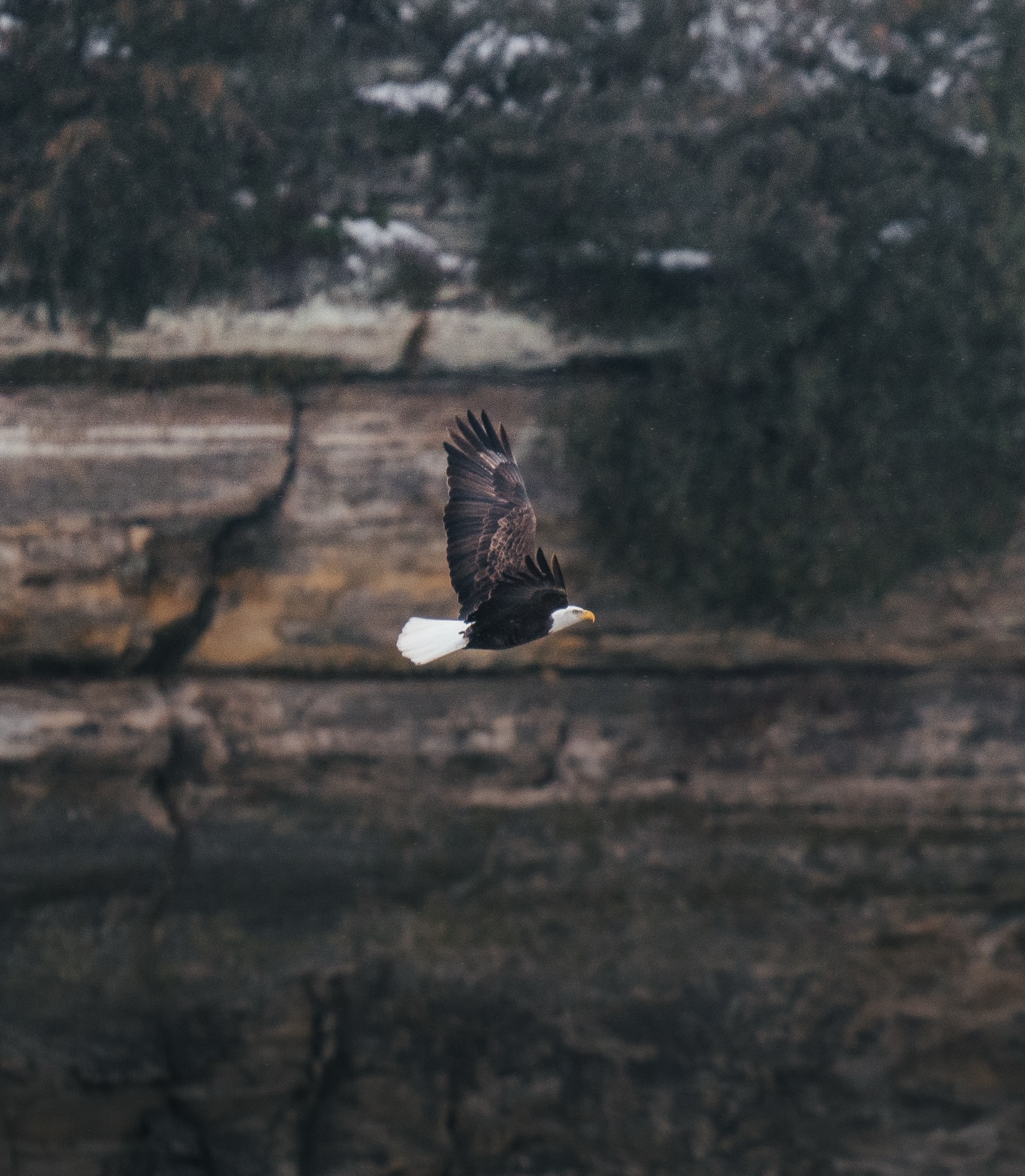 One weekend. Thousands of visitors. One of the best places in the Midwest to see bald eagles in the wild.
Eagle Watch Weekend returns January 24–25 at Starved Rock. We created a complete guide to help you plan your trip, from free programs to parking to what to bring to see it all, available via our latest blog post! #starvedrockhikers