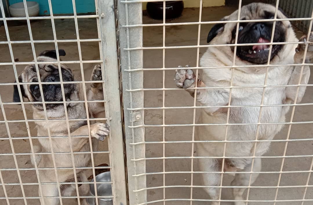 Bentley and Milo
Two of our boarders 💕💕💕