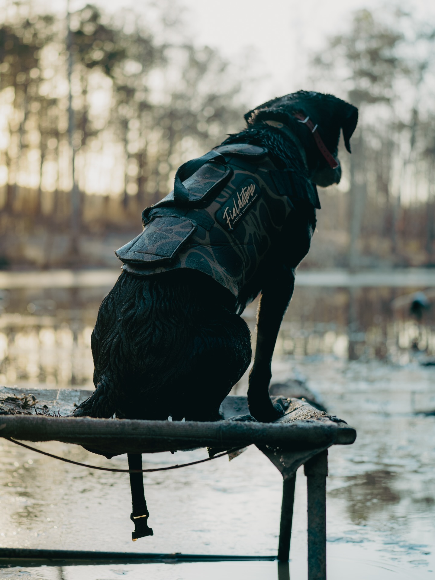 Built for cold mornings, muddy retrieves, and a job well done.✅
Our Dog Vest’s can be found at the link in bio!
#gundoghunting #dogvest #fieldstone #trend #explore