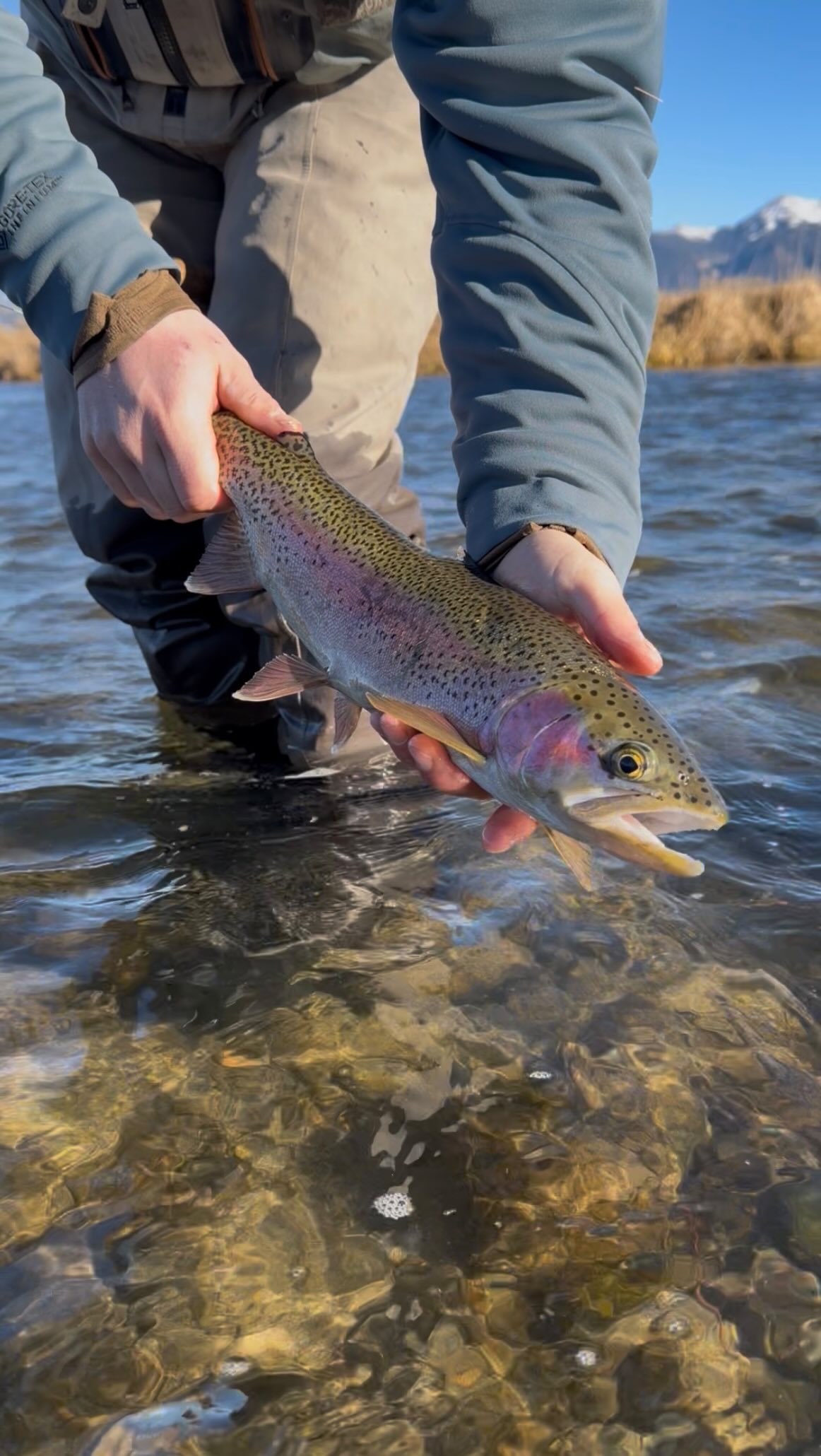 Winter in southwest Montana is usually a time for organizing flies, traveling to warmer destinations and preparing for the upcoming season. But when Mother Nature gives you 50 degrees and sunny days in January you gotta capitalize!
#flyfishingmontana #rubyvalley #coldfingers #winterfishing #southwestmontana