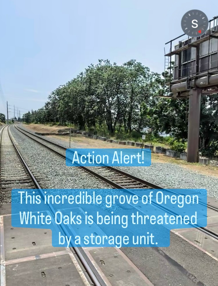 Action Alert! Public Meeting to save a grove of Oregon White Oaks in the Fleet Creek Watershed! #trees #reforesttacoma #tacoma #garyoak #savethetrees
