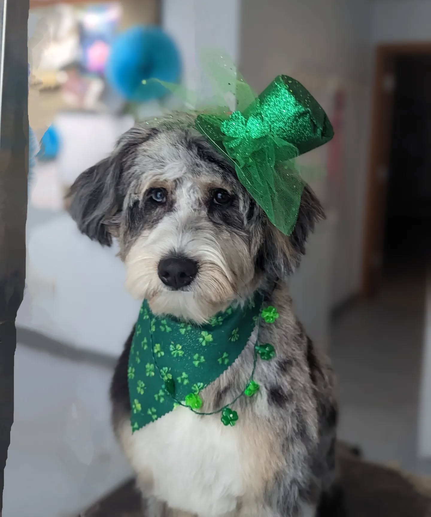 โA dogโs nose is the equivalent of a human fingerprint, with each having a unique pattern of ridges and creases.โ -unknown
Ft. Billie Jean ๐ถ
#doodlesofinstagram #saltydogpetspa #groomingbylexi #groomingbykrystal #saltydogs #stpattysday #menomoneefallsdowntown #downtownmenomoneefalls #menomoneefallsgrooming #menomoneefallssmallbusiness #smallbusiness