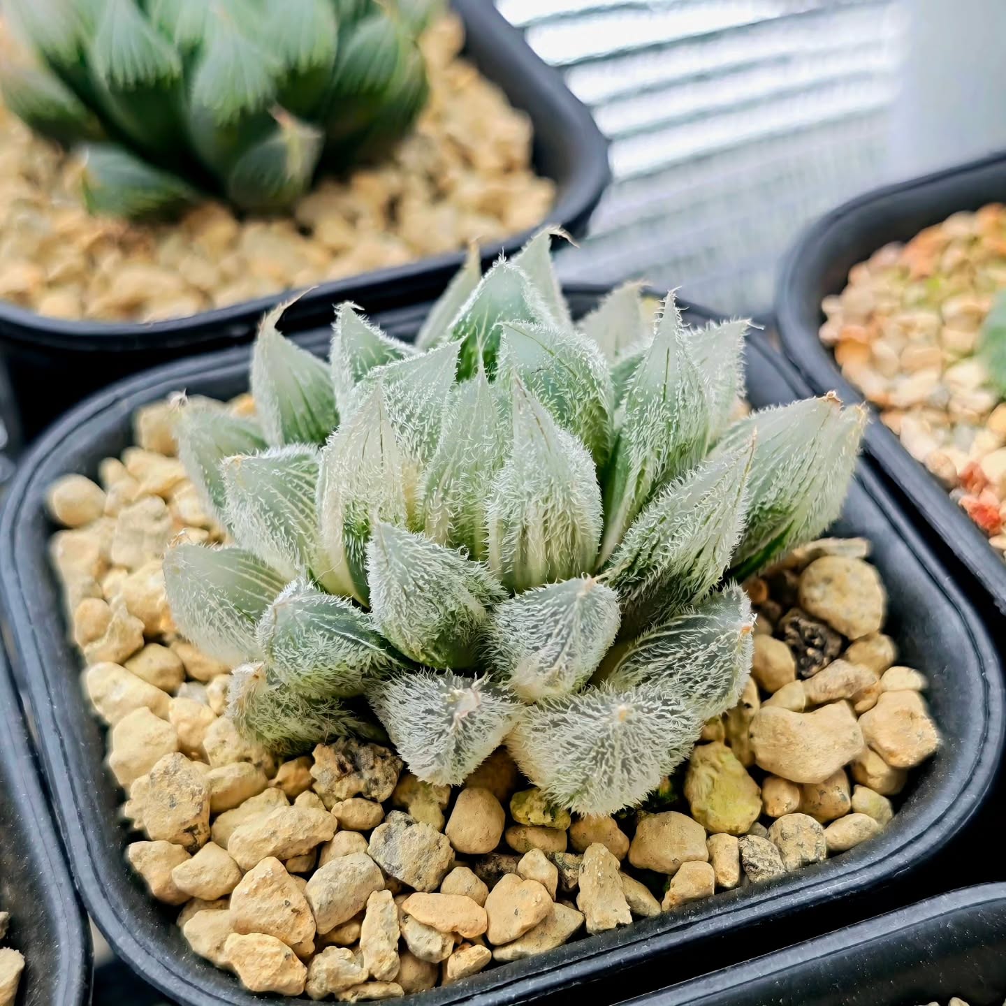 Haworthia Venusta 'Snowpeak' variegated
#haworthia #haworthiavenusta #haworthiavariegated
