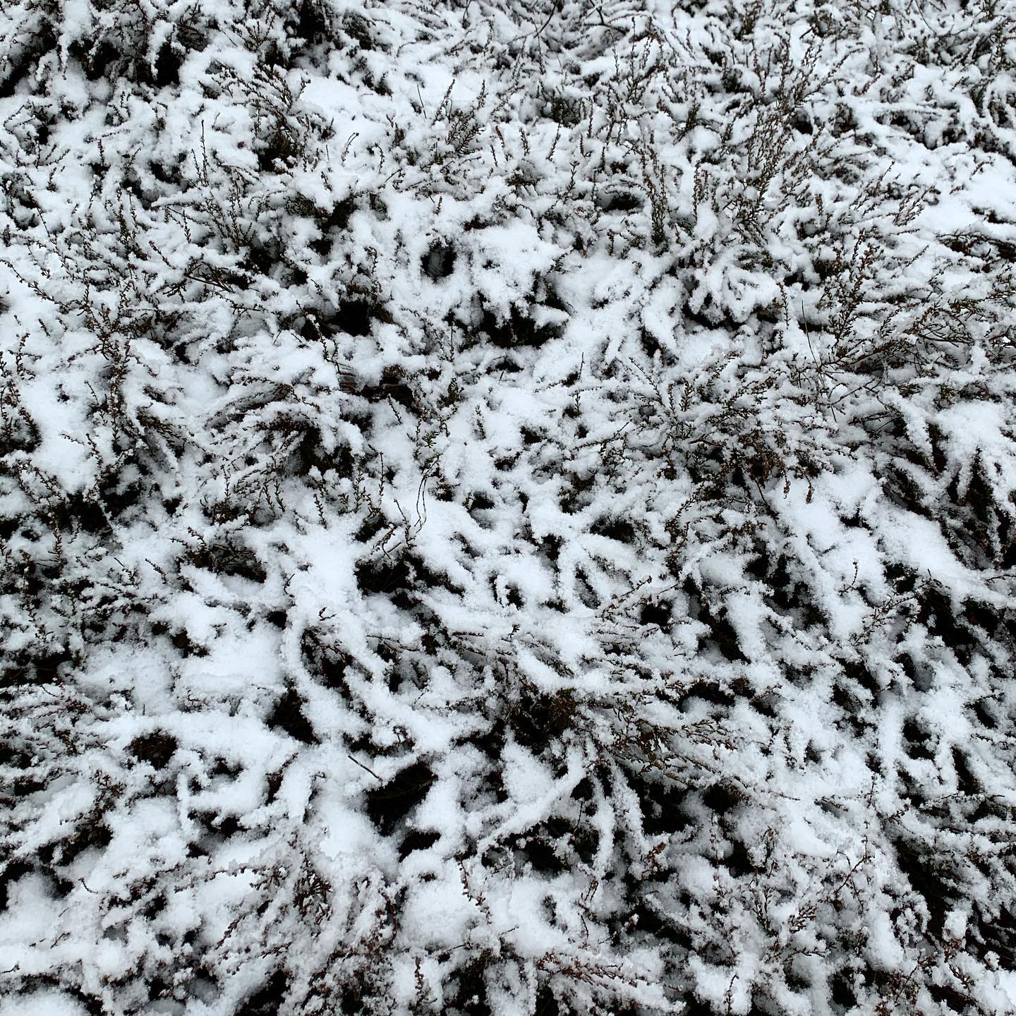 2 - Heide unter Schnee