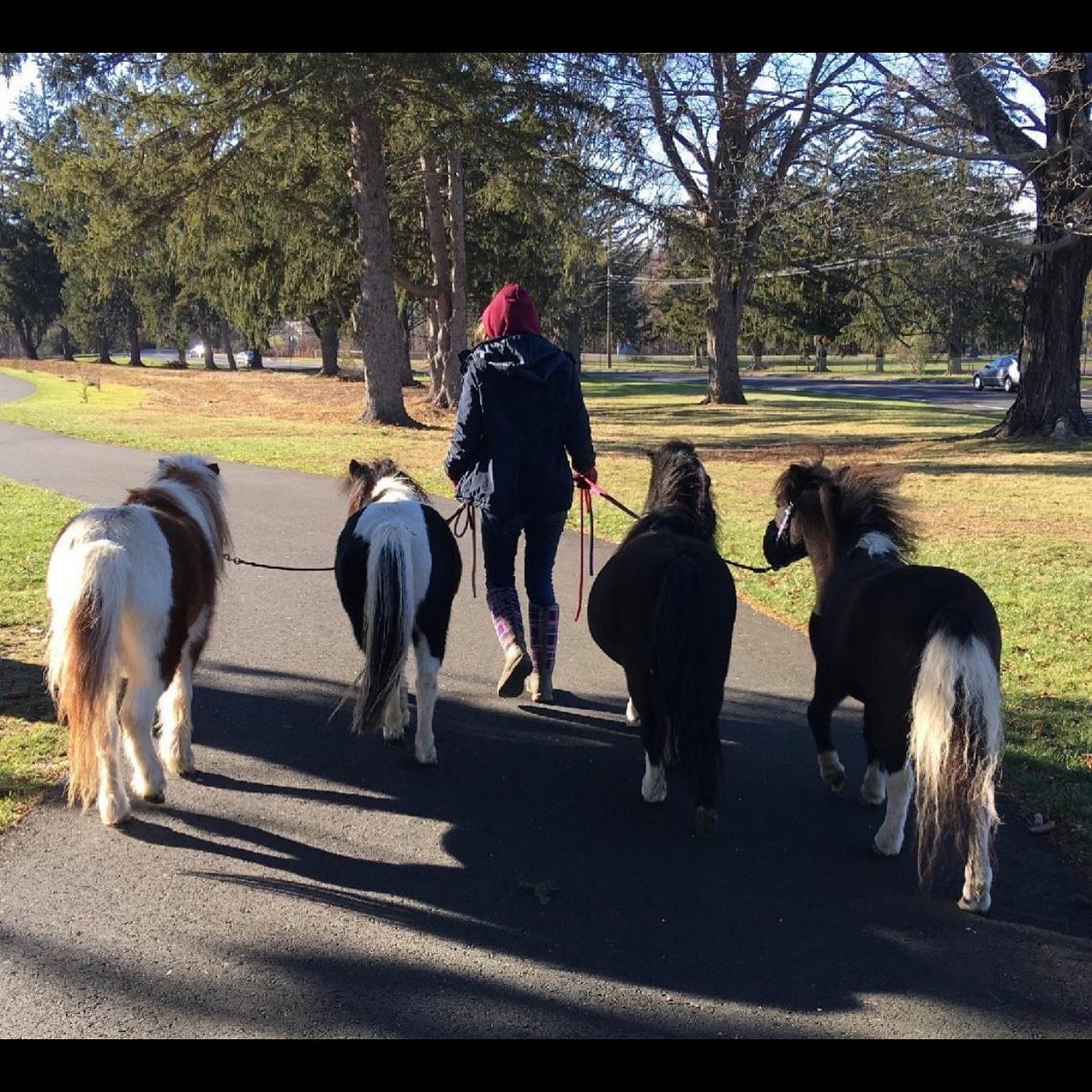 Calling all members! The Annual All Member Meeting is on the calendar! 3/19/24 at 6:30pm! It will be a fun evening with your horse loving pals. We have lots of great news to share, merchandise with our new logo, the traditional Tag/Tack sale, a few vendors and a delicious meal served up by Sal e Pepe Restaurant! If you have not yet renewed your membership, you can do so at this event but you must be a member to attend!