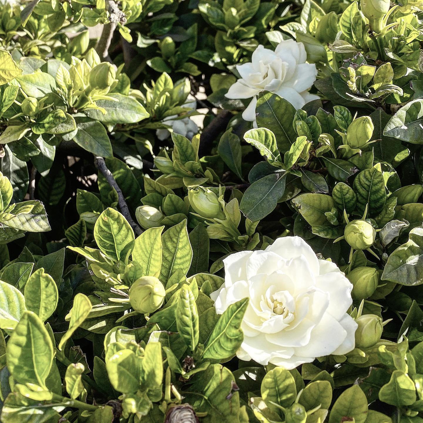 “Love is like a beautiful flower which I may not touch, but whose fragrance makes the garden a place of delight just the same.” – Helen Keller
#acuthecary #guasha #skincare #selfcare #wedding #makeup #faciallift #cosmetics #vegan #naturalbeautycare #noharm #acupuncture #acupressure #cosmeticacupuncture #tcm #tkm #yugiguasha #metalart #gardenia #flowerblossom #art #gardening #june2021 #newportbeach #losangeles #ny #massage #kbeauty #btsarmy