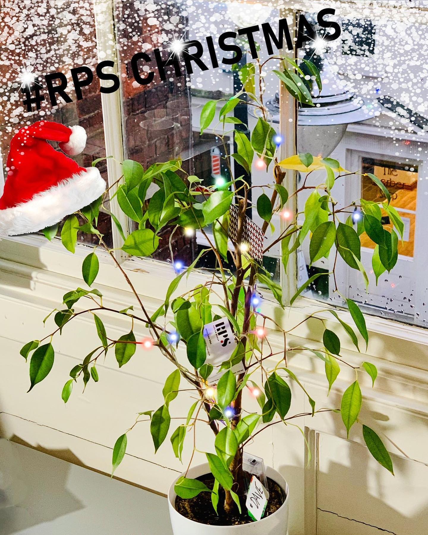 Dave, our nominated Christmas Tree is looking all festive in this blustery weather!! #RPSChristmas