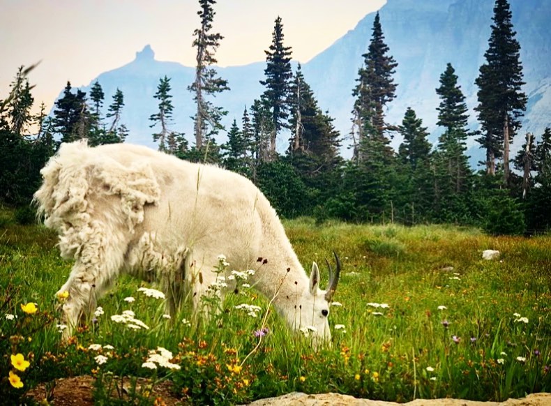 We created a blog! Our goal is to assist our guests in having all the tips they need to make their glacier vacation an unforgettable one. With that being said, we will be highlighting different Things to Do in Glacier and the surrounding area. First up, Hidden Lake Overlook Trail! Link in Bio 😎