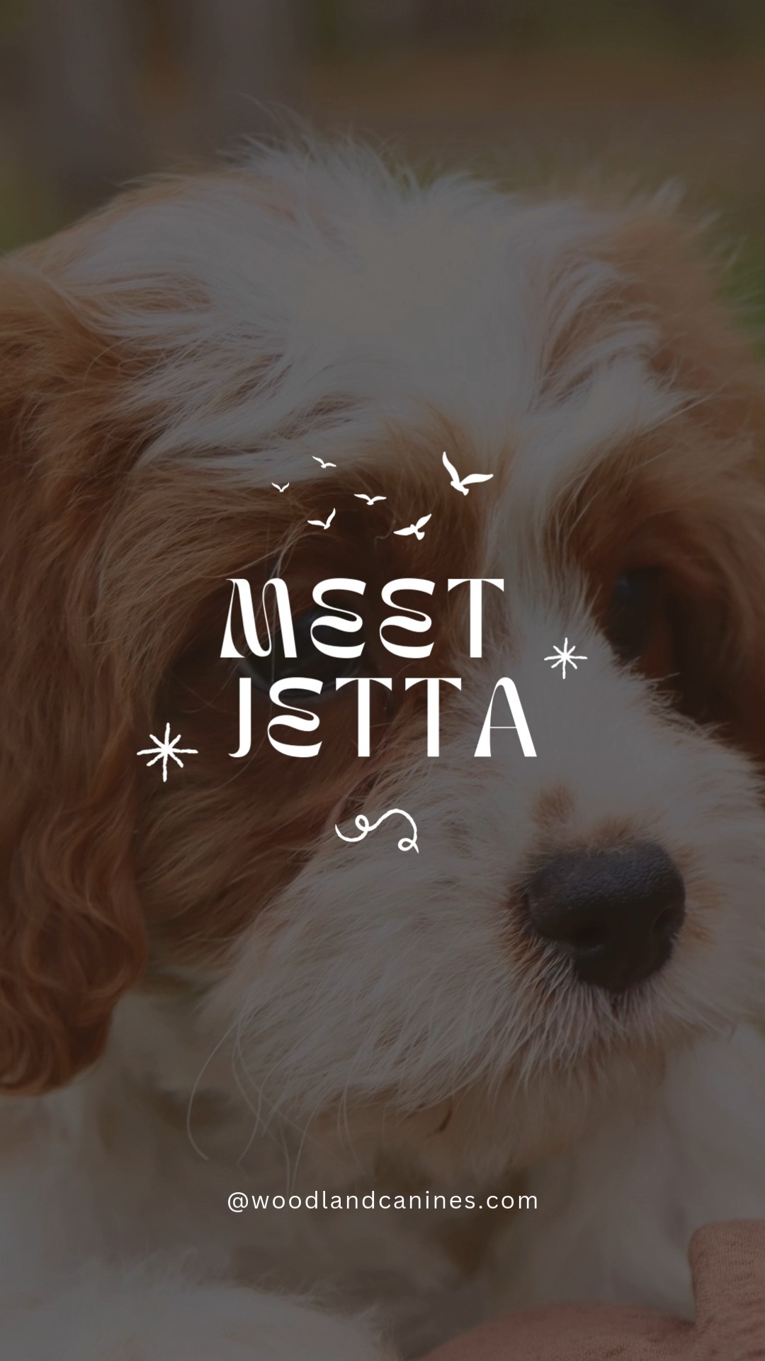 Meet Jetta! Jetta is a little Cavapoo girl and she is just so special ✨ Jetta is already doing great with her house training and does wonderfully with children and other animals - follow the link to learn more about little miss Jetta ➡️ https://www.woodlandcanines.com/product-page/jetta-cavapoo