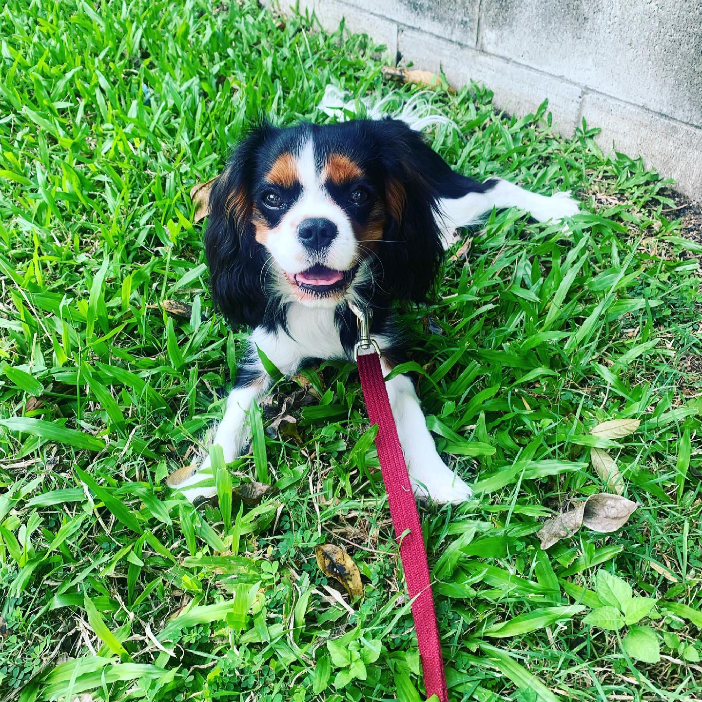 Welcome Rodney! Loving spending time each week with this sweet little man.
#dog #dogsofinstagram #dogsofbrisbane
#cavalierkingcharlesspaniel #doglover #cute #chasingtailsbrisbane