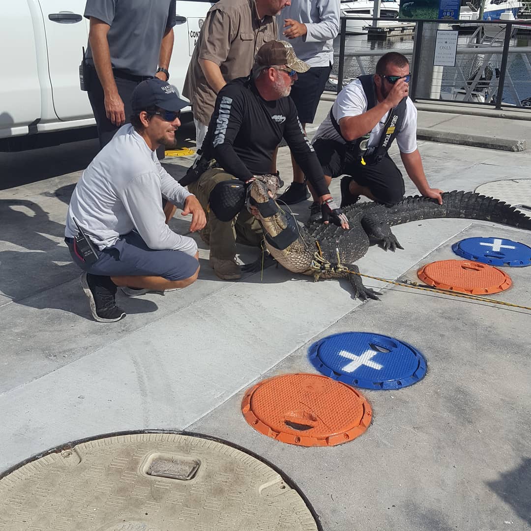 9 ft 2 inches. this gator has been hanging around the marina we launch from for the last week